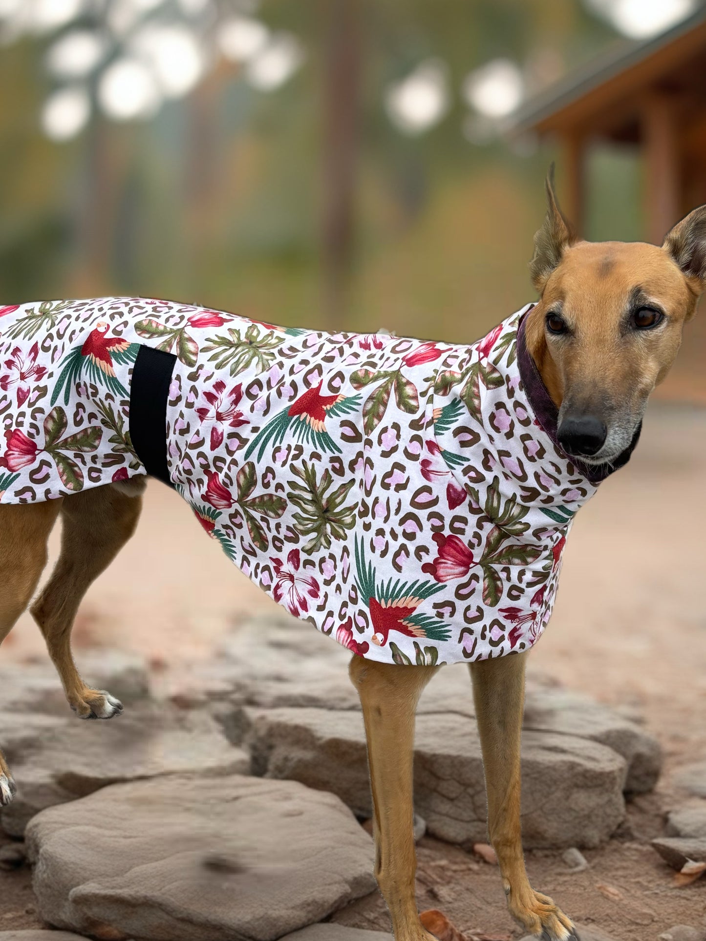 Wild tropics mid weight cotton & fleece greyhound sports coat