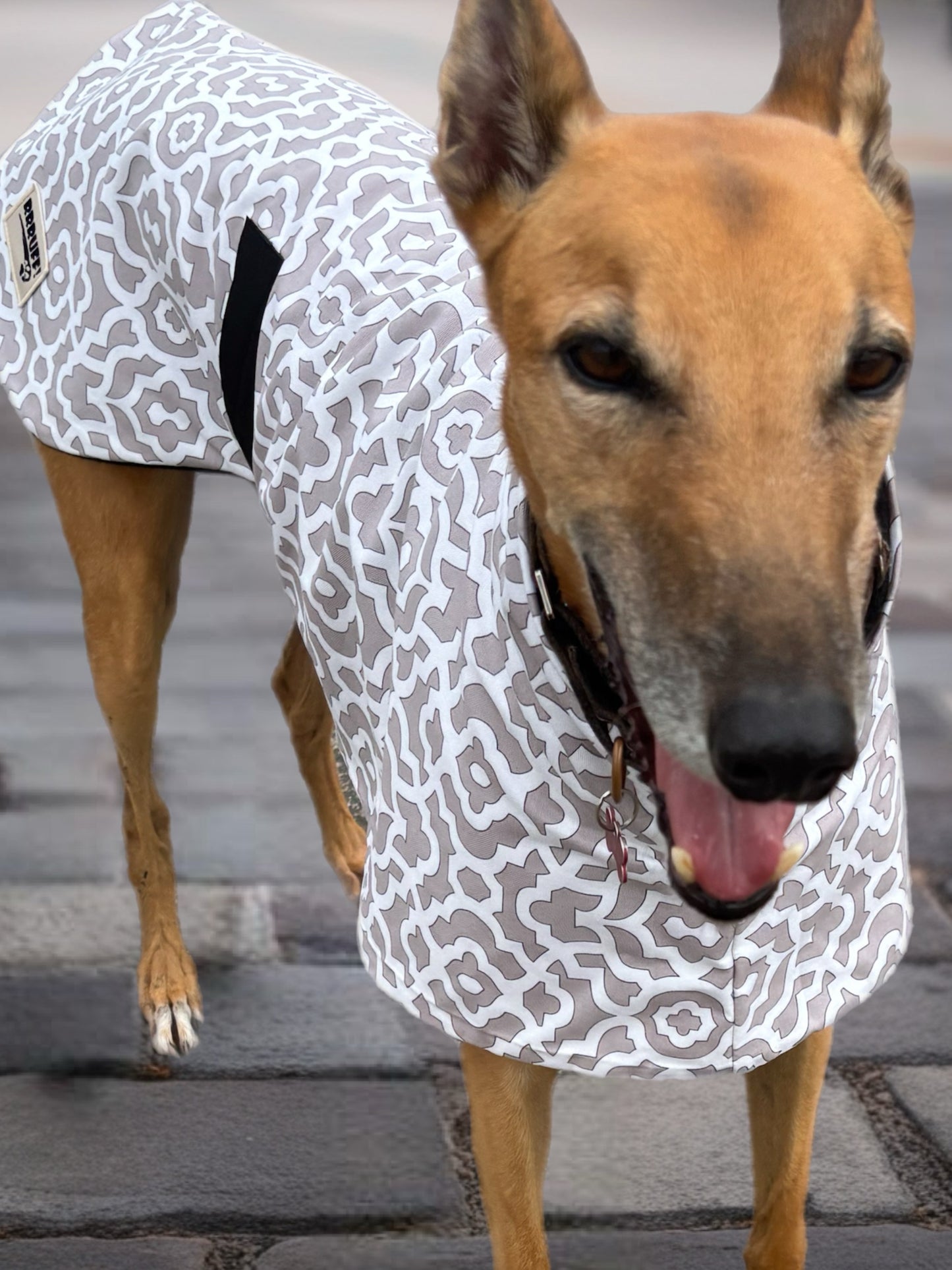 Dove grey mid weight cotton & fleece greyhound sports coat autumn wear