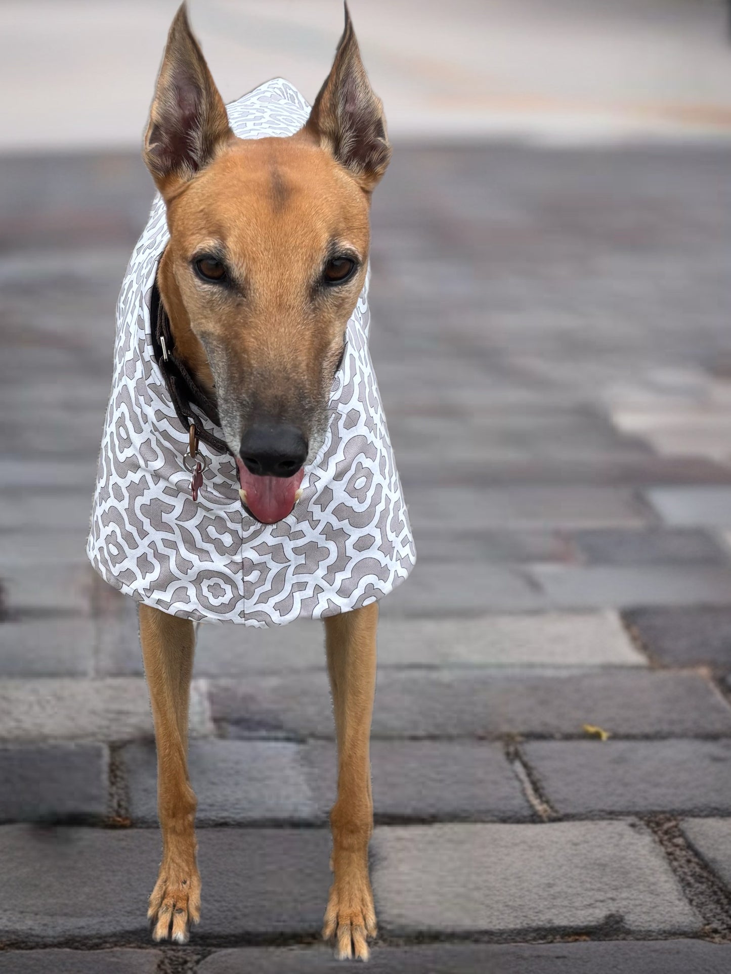 Dove grey mid weight cotton & fleece greyhound sports coat autumn wear