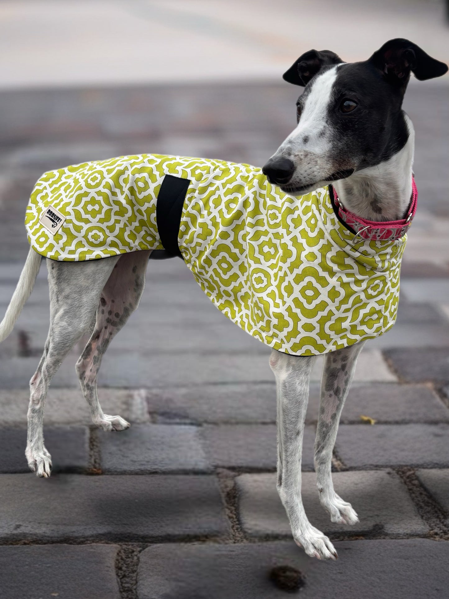 Lime Pop Geo mid weight cotton & fleece greyhound sports coat autumn wear