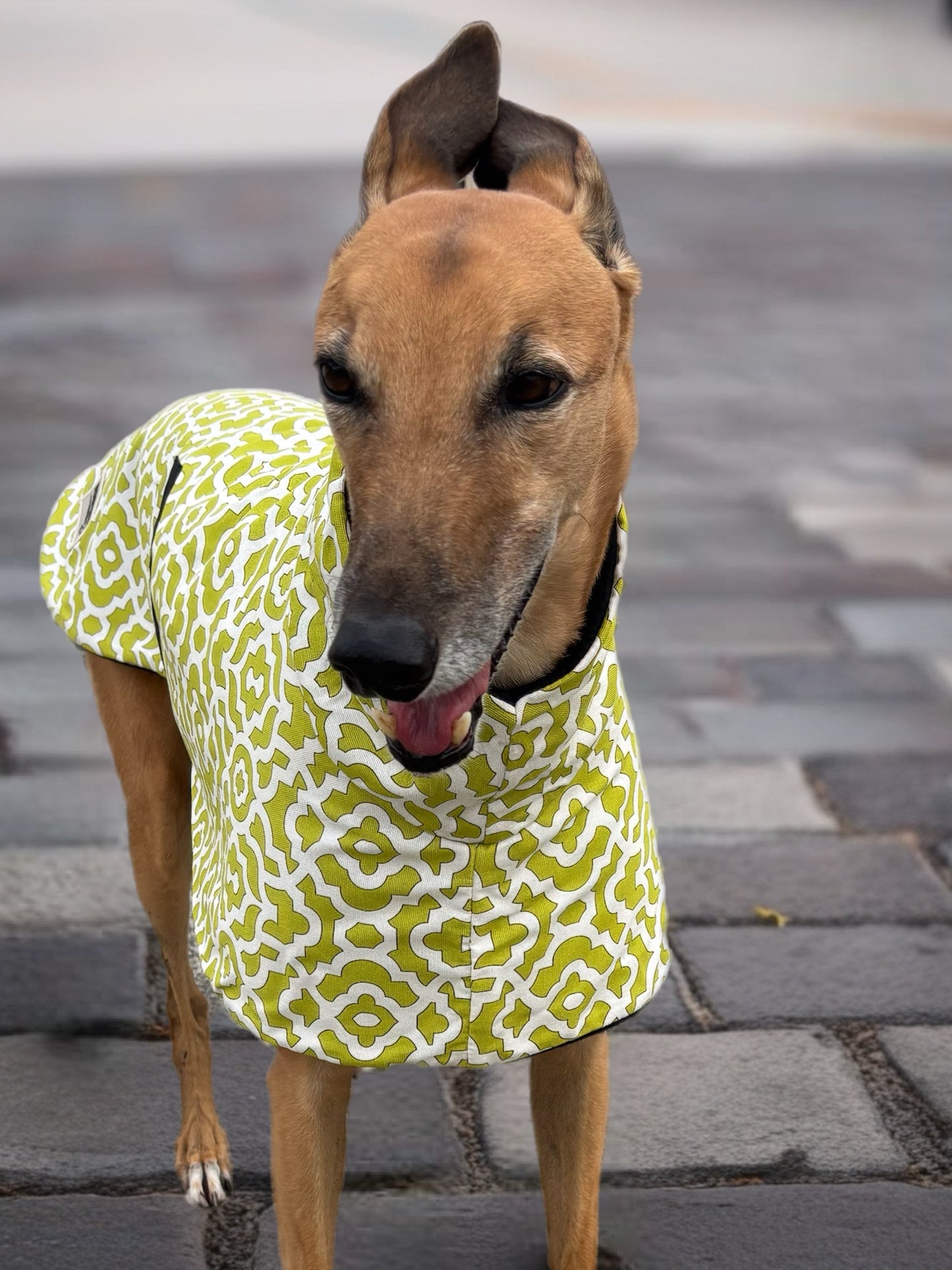 Lime Pop Geo mid weight cotton & fleece greyhound sports coat autumn wear