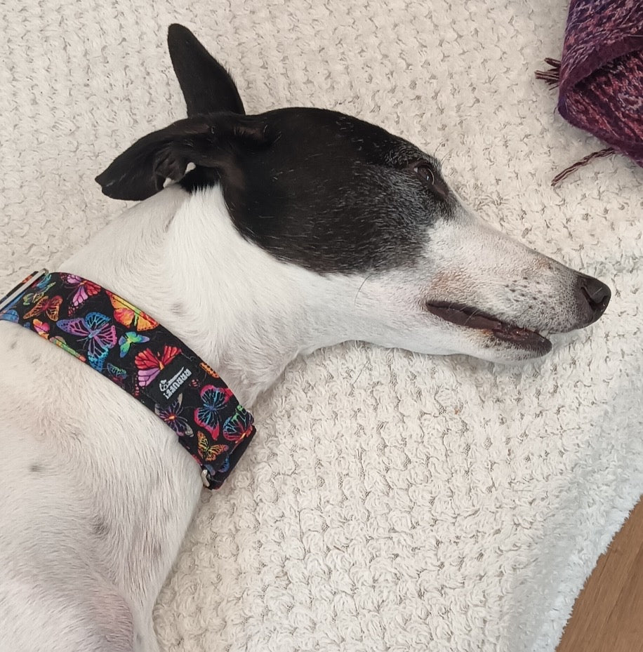 Colourful Butterflies on black Cotton covered greyhound Martingale collar 50mm width super soft