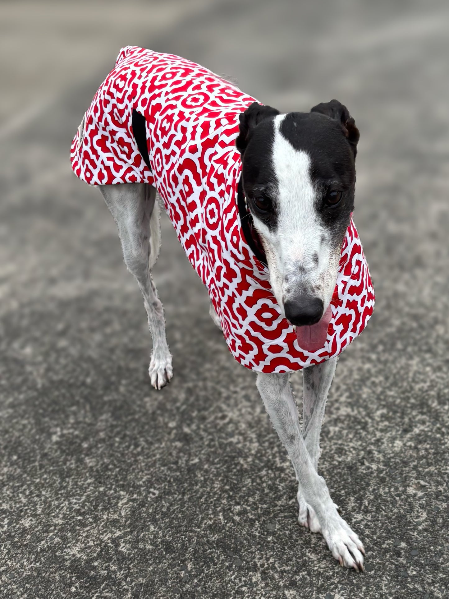 Ruby razzle greyhound sports coat mid weight cotton & fleece Autumn wear