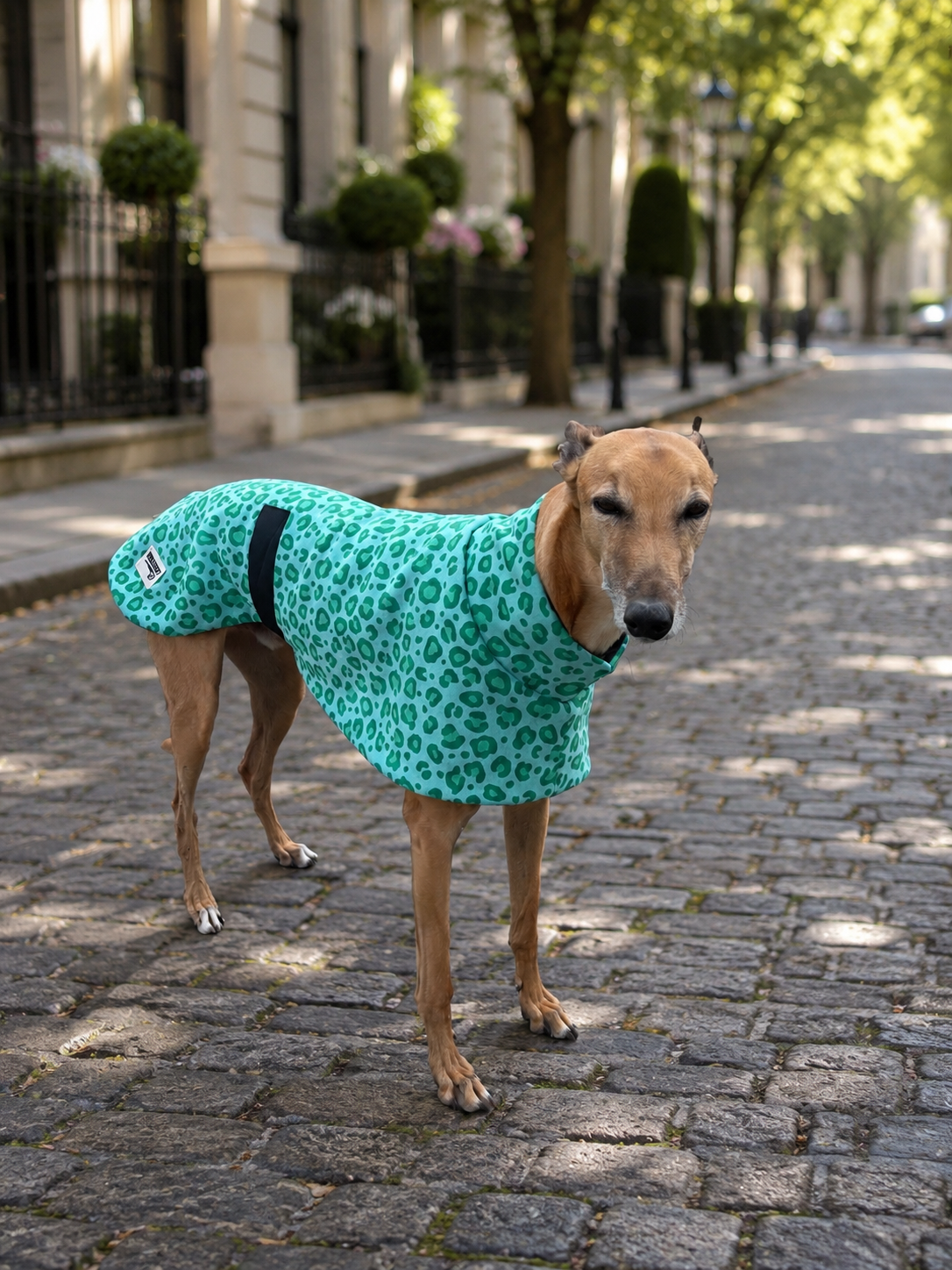 Mint leopard soft fleecy greyhound sport coat
