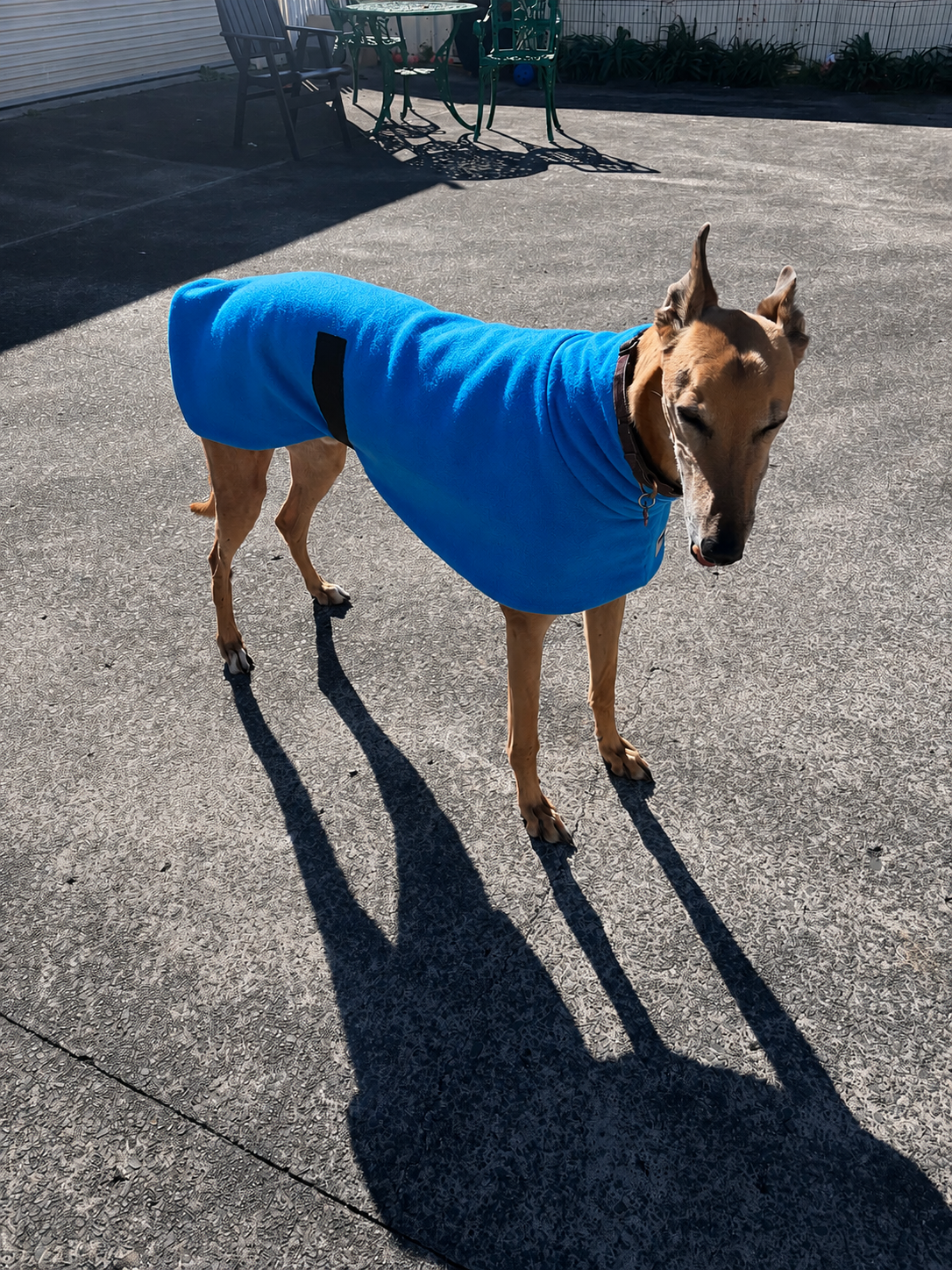 The in-betweener sports coat for greyhounds in medium weight polar fleece washable