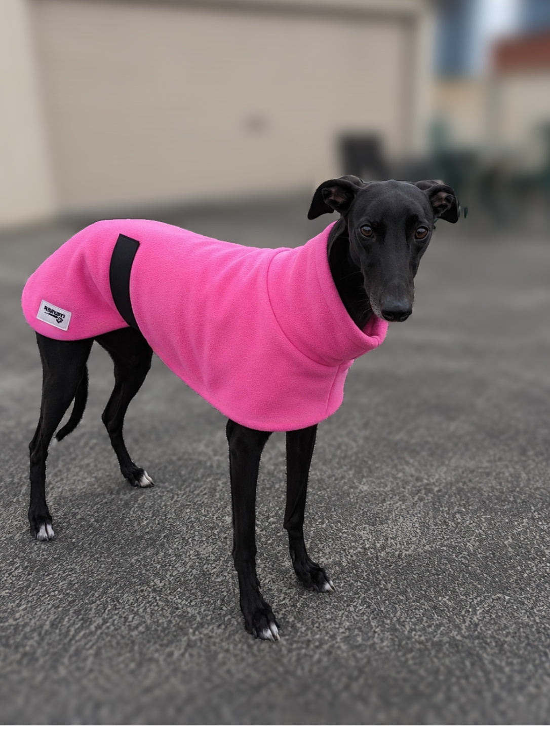 The in-betweener sports coat for greyhounds in medium weight polar fleece washable