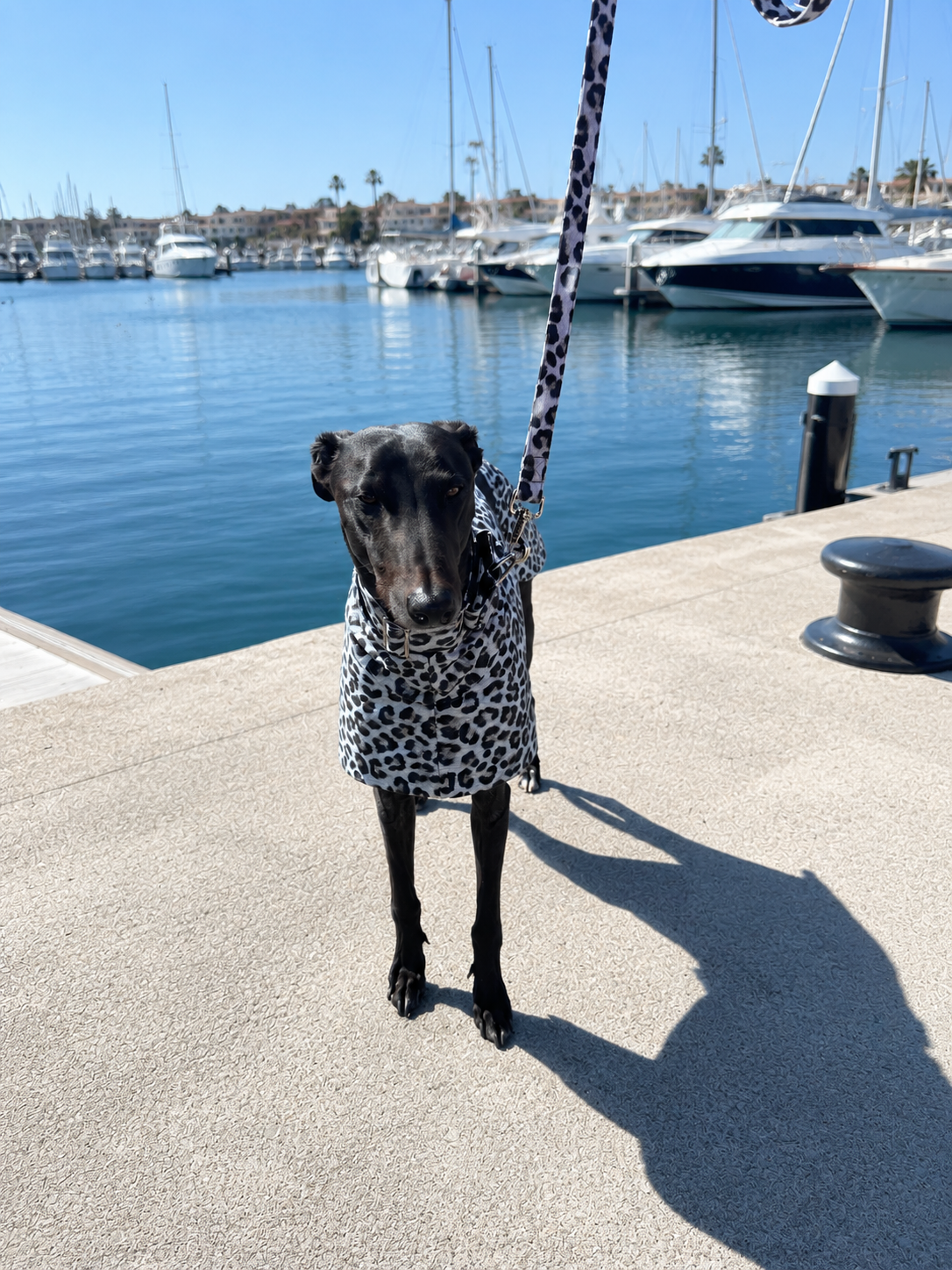 Snow leopard cotton limited stock greyhound cotton & fleece spring wear inbetweener
