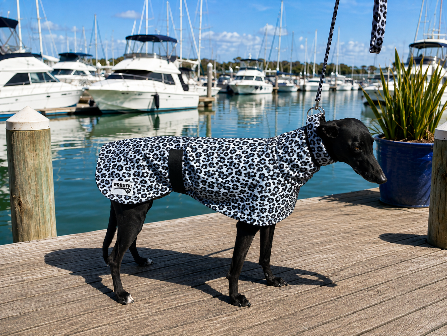 Snow leopard cotton limited stock greyhound cotton & fleece spring wear inbetweener