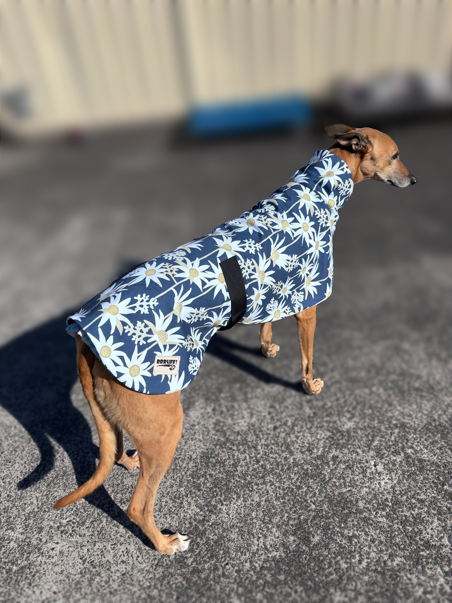 Australian Flannel Flower cotton limited stock greyhound cotton & fleece spring wear inbetweener