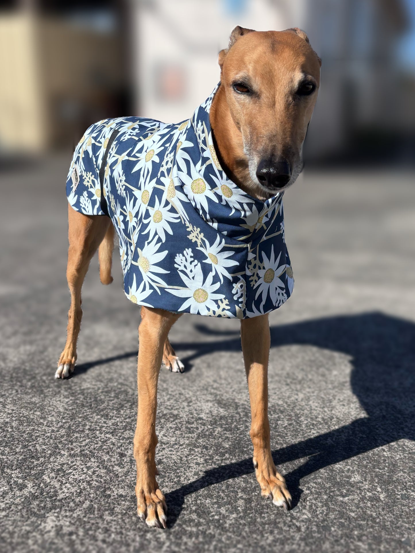 Australian Flannel Flower cotton limited stock greyhound cotton & fleece spring wear inbetweener