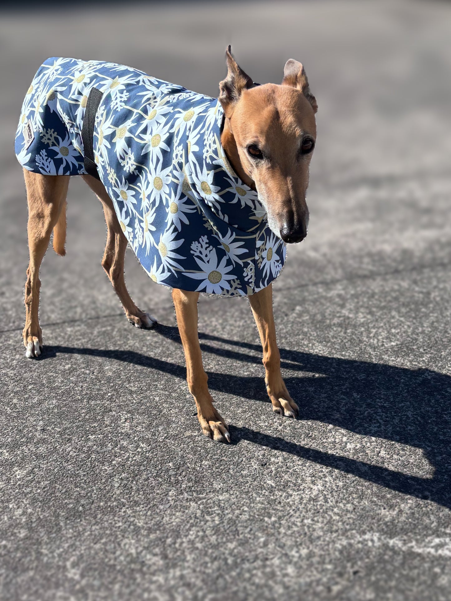 Australian Flannel Flower cotton limited stock greyhound cotton & fleece spring wear inbetweener