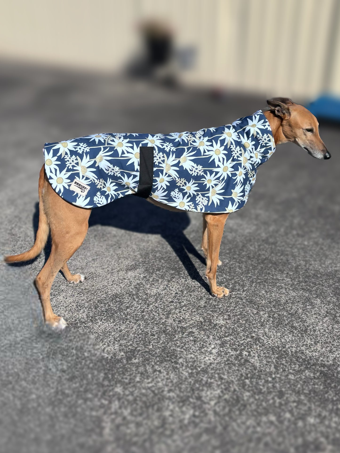 Australian Flannel Flower cotton limited stock greyhound cotton & fleece spring wear inbetweener