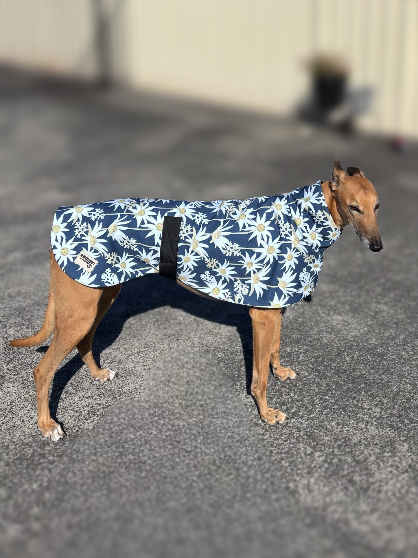 Australian Flannel Flower cotton limited stock greyhound cotton & fleece spring wear inbetweener