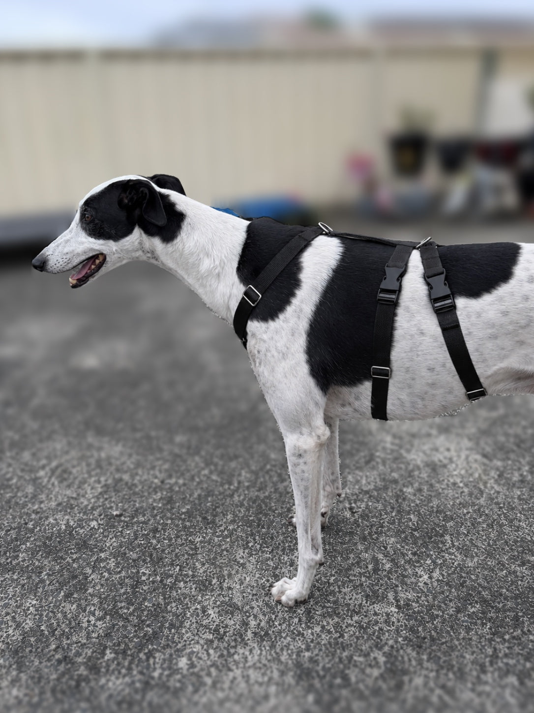 Double Dee harness for the long dogs, escape resistant design