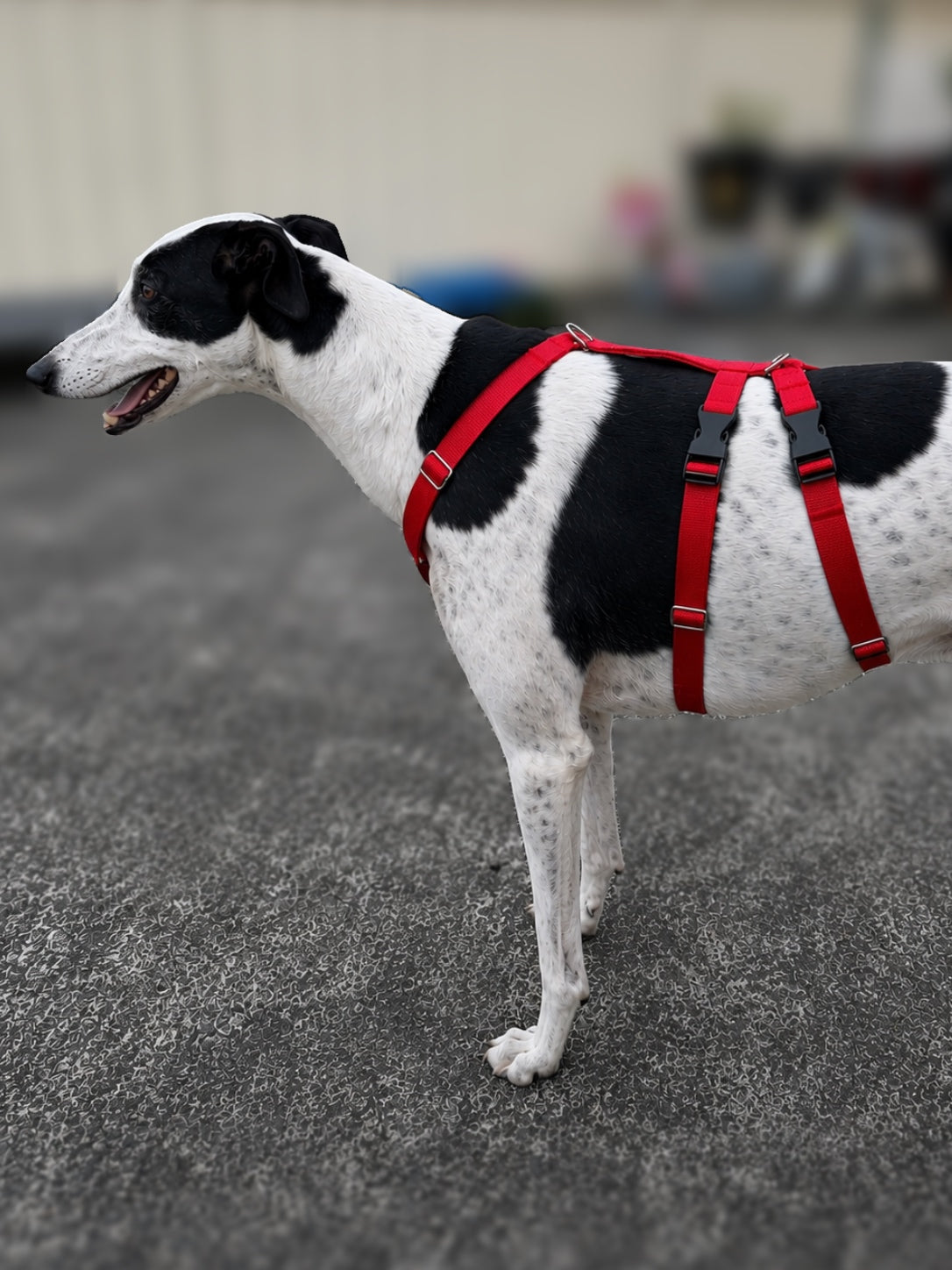 Double Dee harness for the long dogs, escape resistant design
