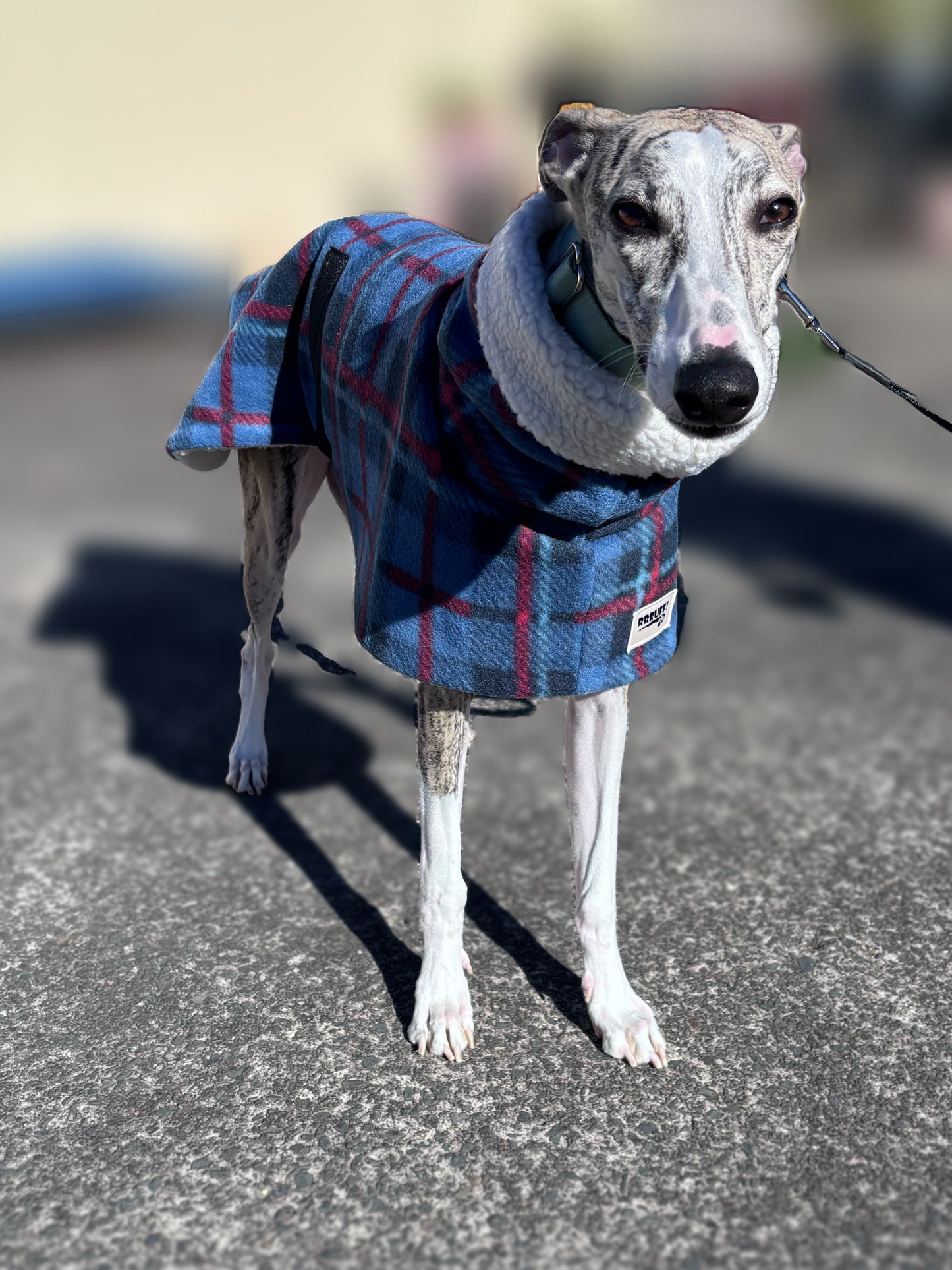 The navy blue Lumberjack Greyhound & whippet coat in deluxe style rug navy blue tartan check polar fleece lined with Sherpa washable extra wide neck