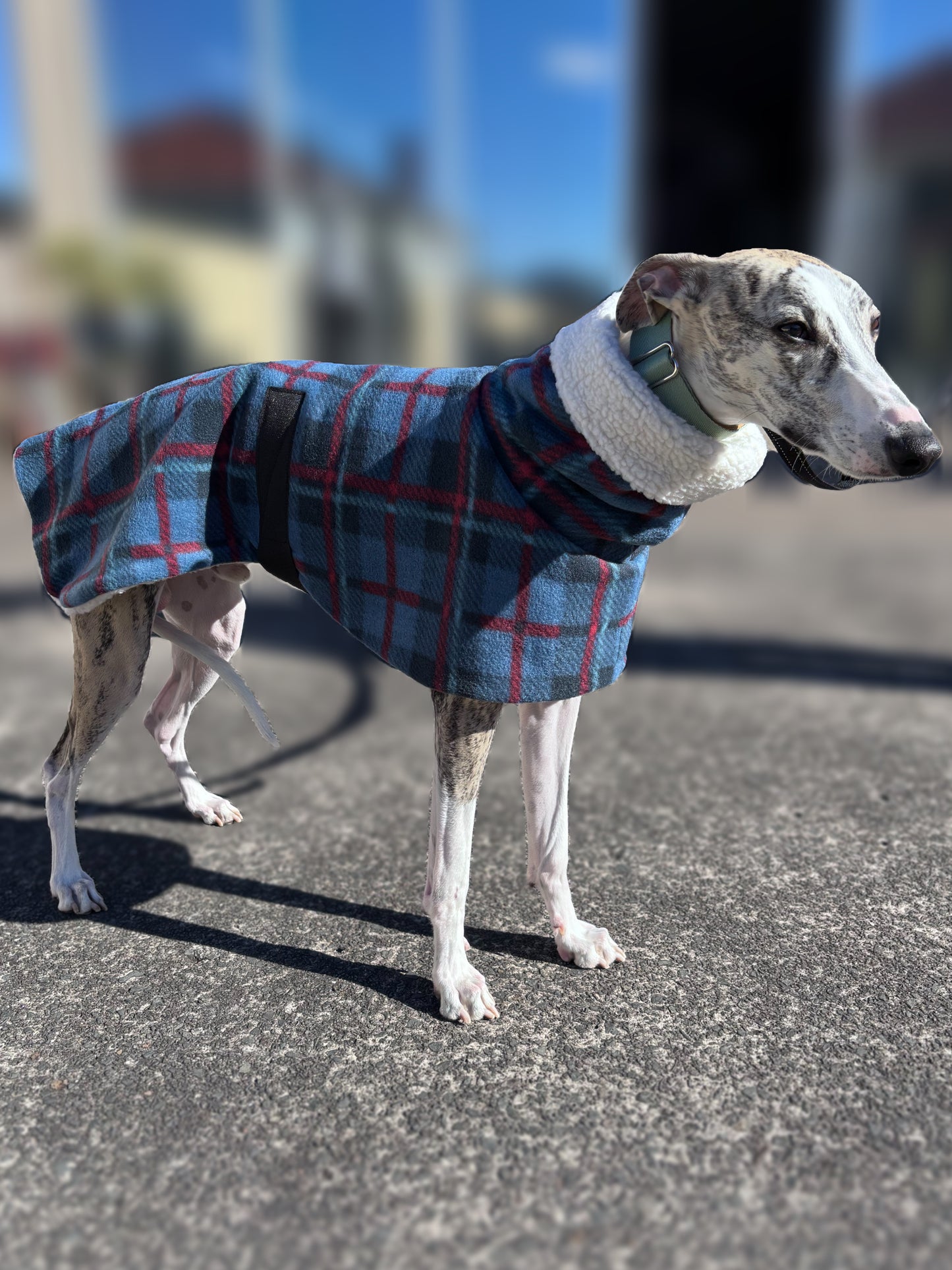 The navy blue Lumberjack Greyhound & whippet coat in deluxe style rug navy blue tartan check polar fleece lined with Sherpa washable extra wide neck