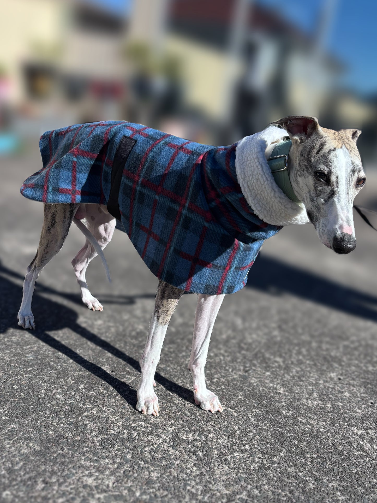 The navy blue Lumberjack Greyhound & whippet coat in deluxe style rug navy blue tartan check polar fleece lined with Sherpa washable extra wide neck