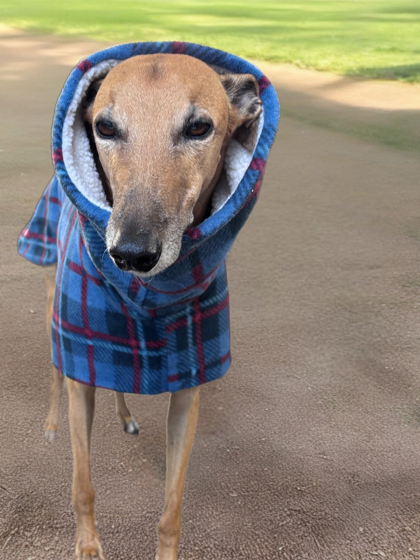 The navy blue Lumberjack Greyhound & whippet coat in deluxe style rug navy blue tartan check polar fleece lined with Sherpa washable extra wide neck