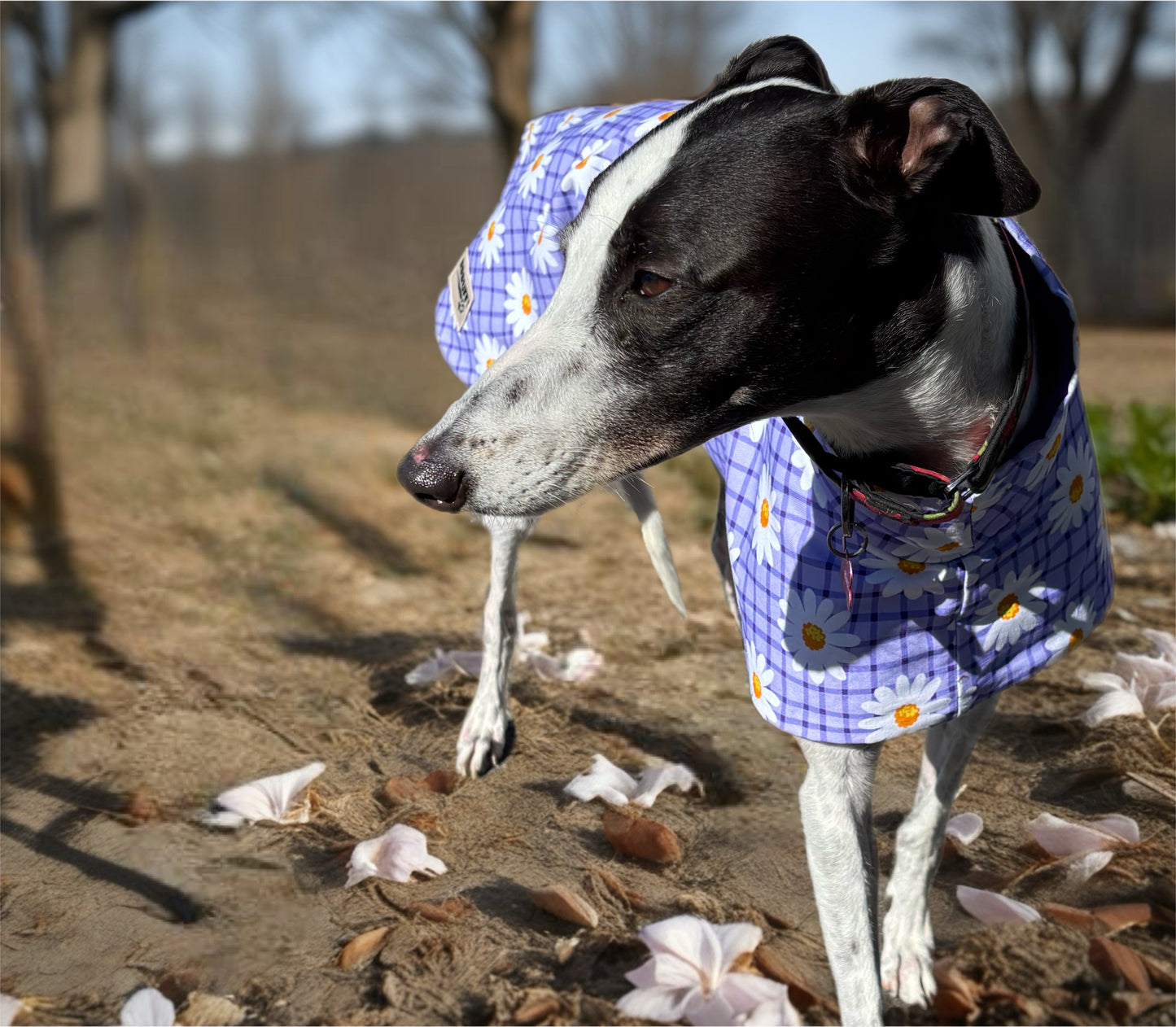 Our purple daisy cotton sports