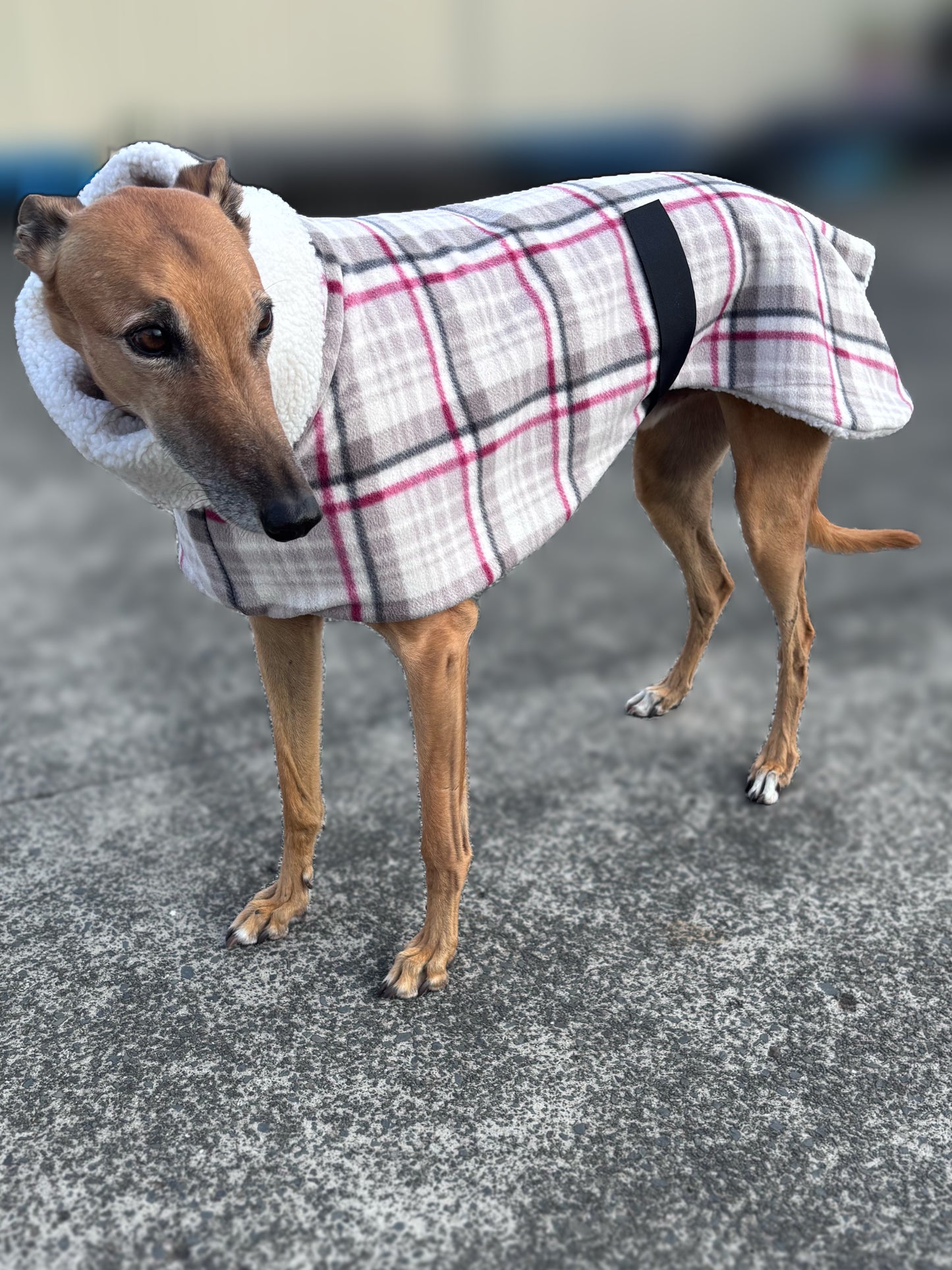 The blush plaid Lumberjack Greyhound & whippet deluxe coat with Sherpa inner