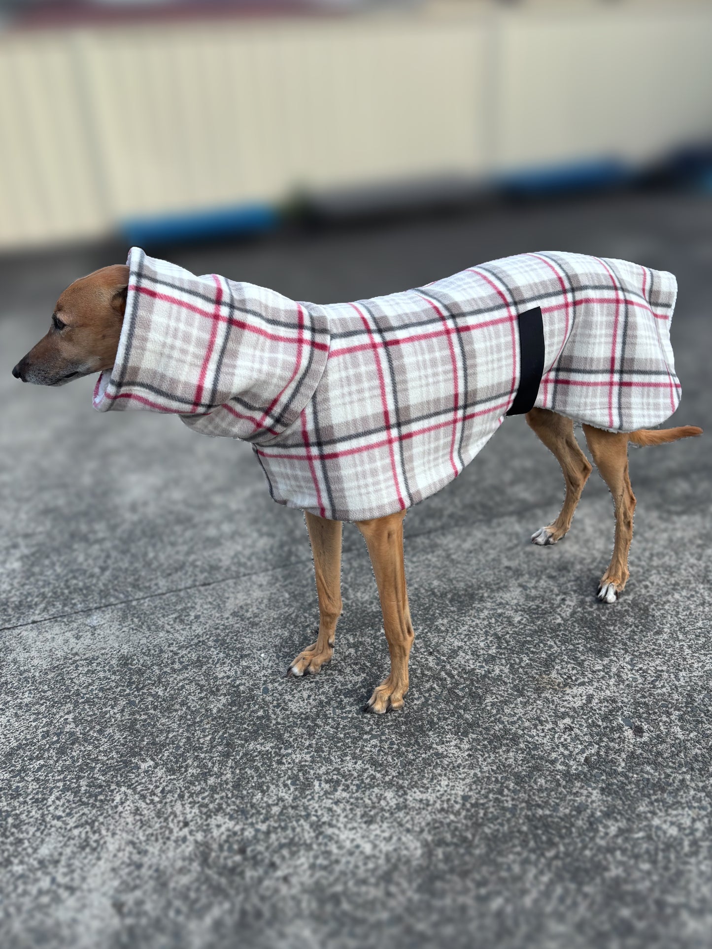 The blush plaid Lumberjack Greyhound & whippet deluxe coat with Sherpa inner