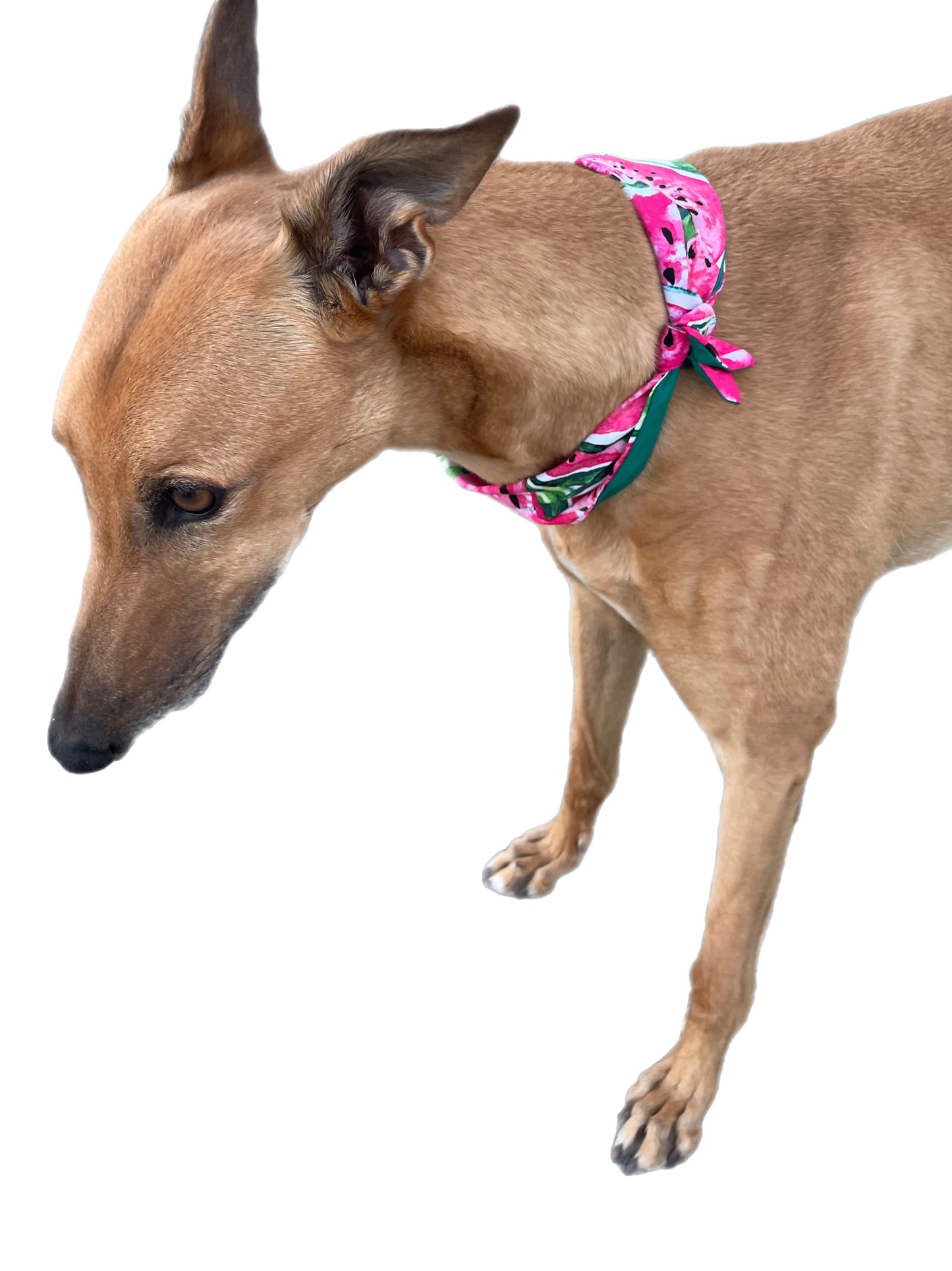 Wide Martingale greyhound collar sassy delicious watermelon cotton 50mm width super soft