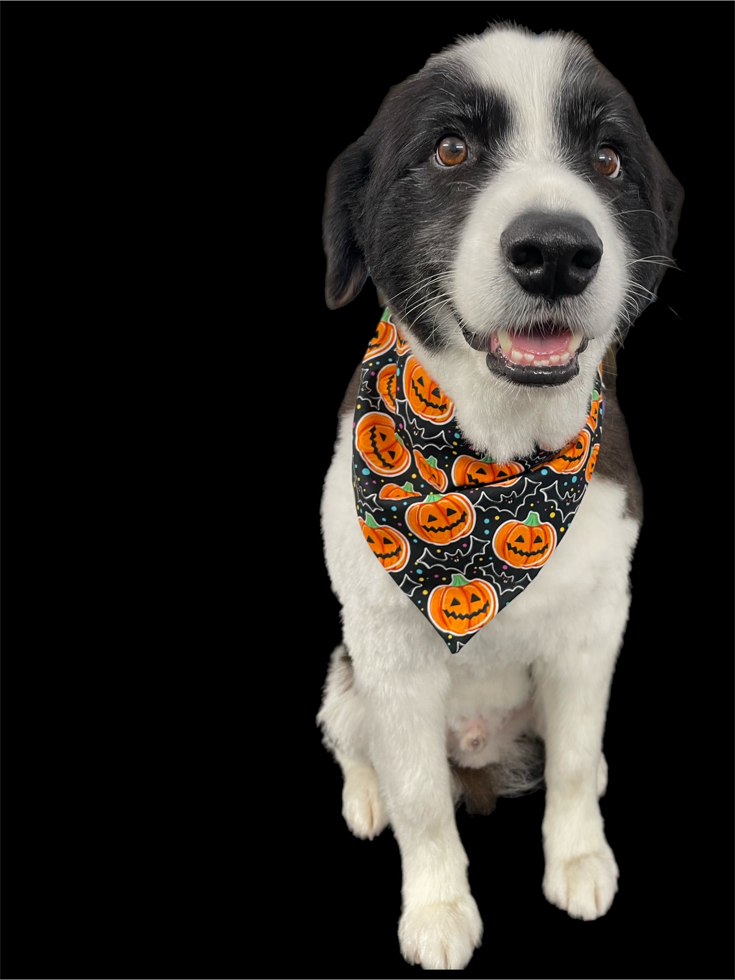Halloween Bandana for the large dog greyhound staffy labradoodle reversible, cotton