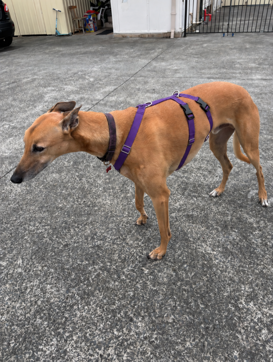 Double Dee harness for the long dogs, escape resistant design