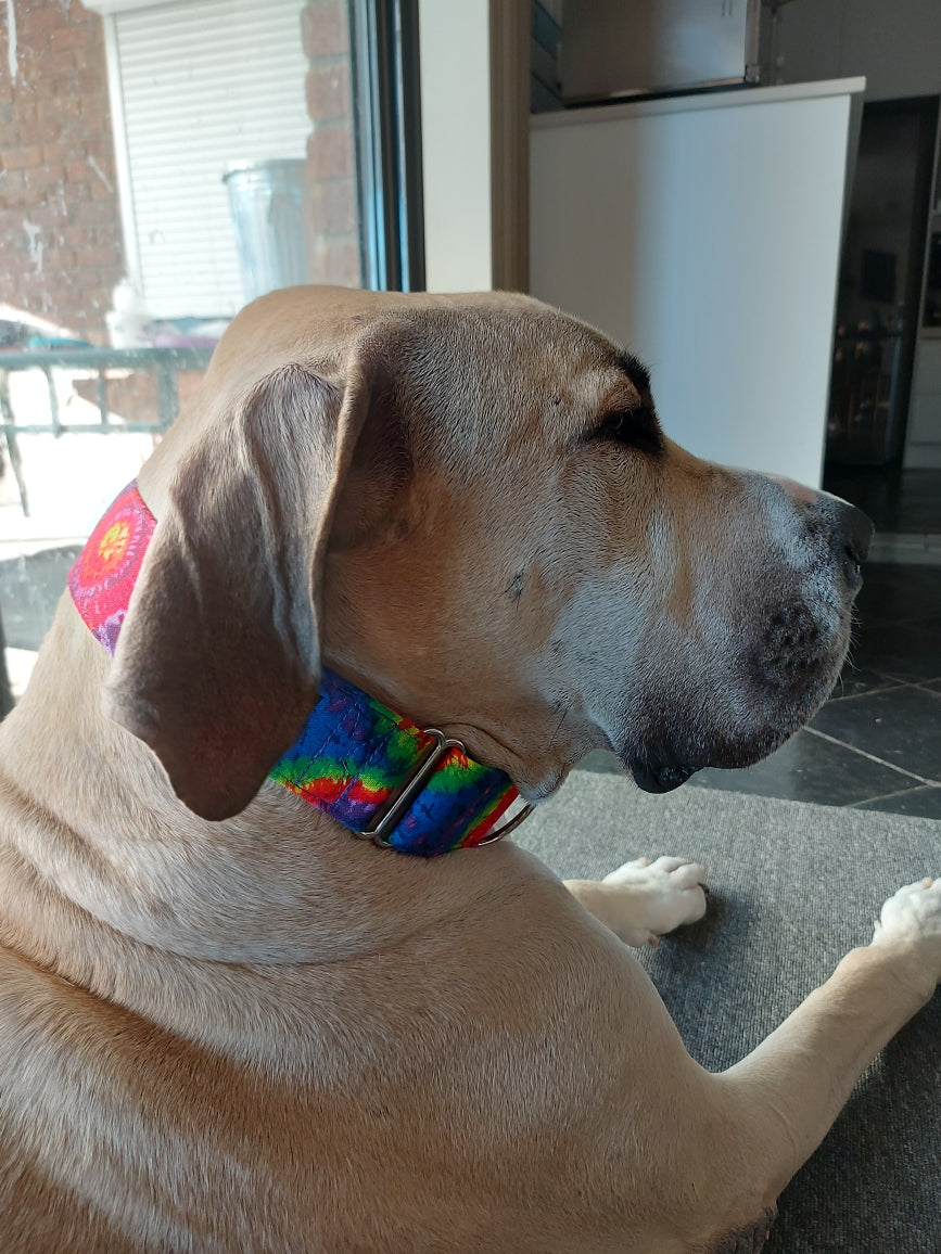 Retro vibrant Greyhound Martingale collar cotton covered 50mm width super soft