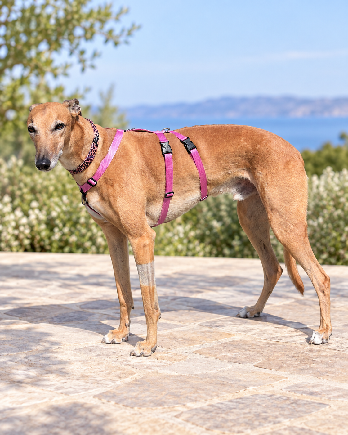 Double Dee harness for the long dogs, escape resistant design