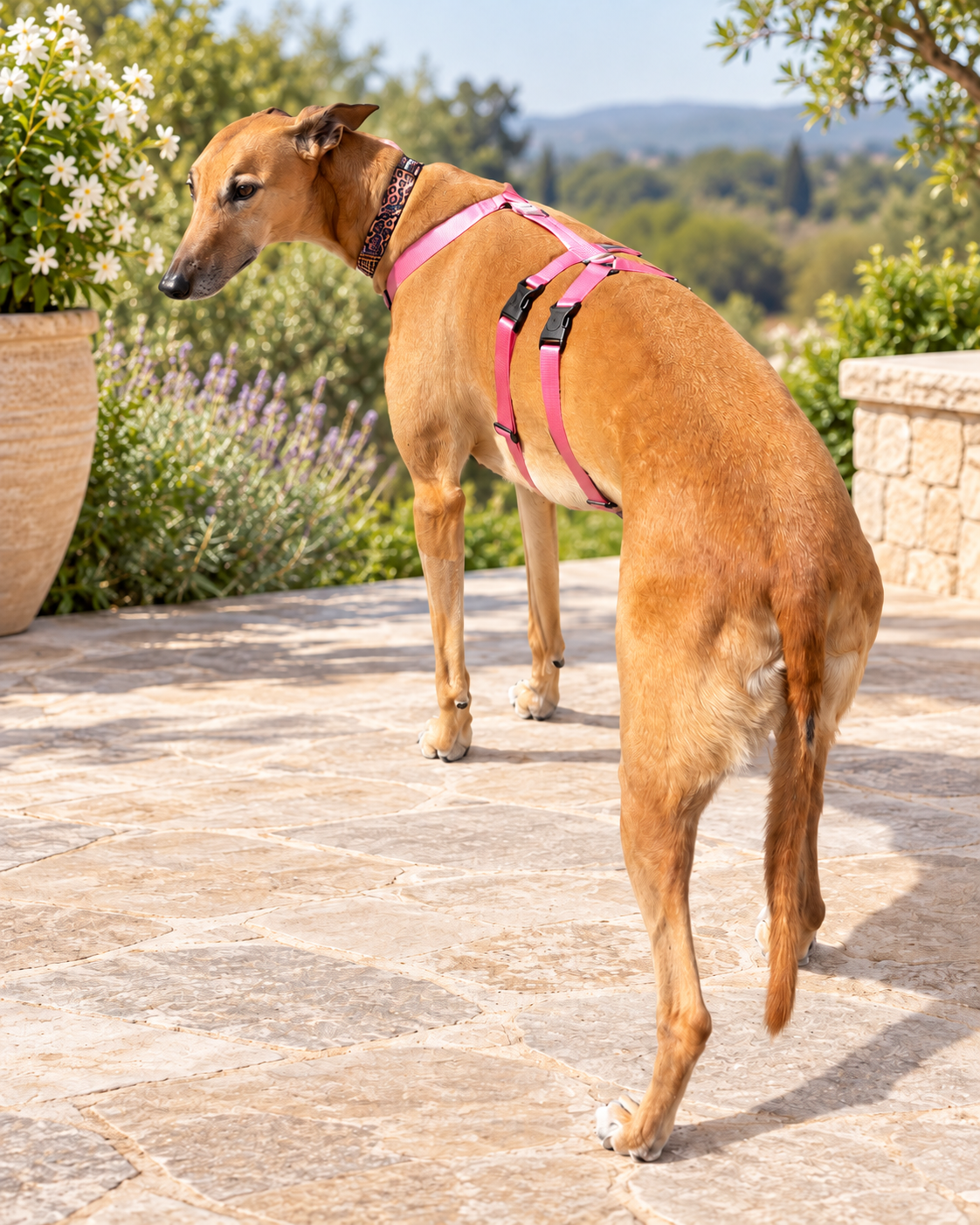Double Dee harness for the long dogs, escape resistant design