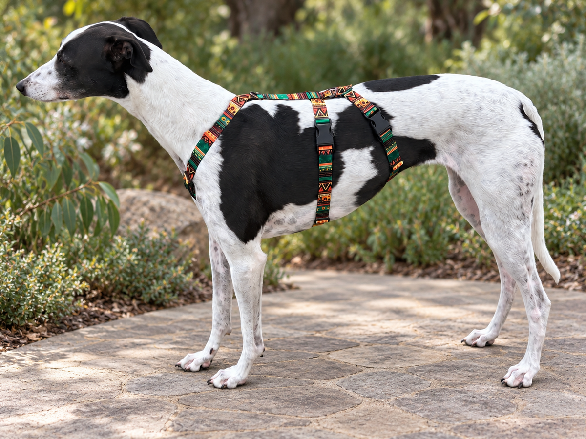 Our new TRIPLE Dee harness for the long dogs, escape resistant design