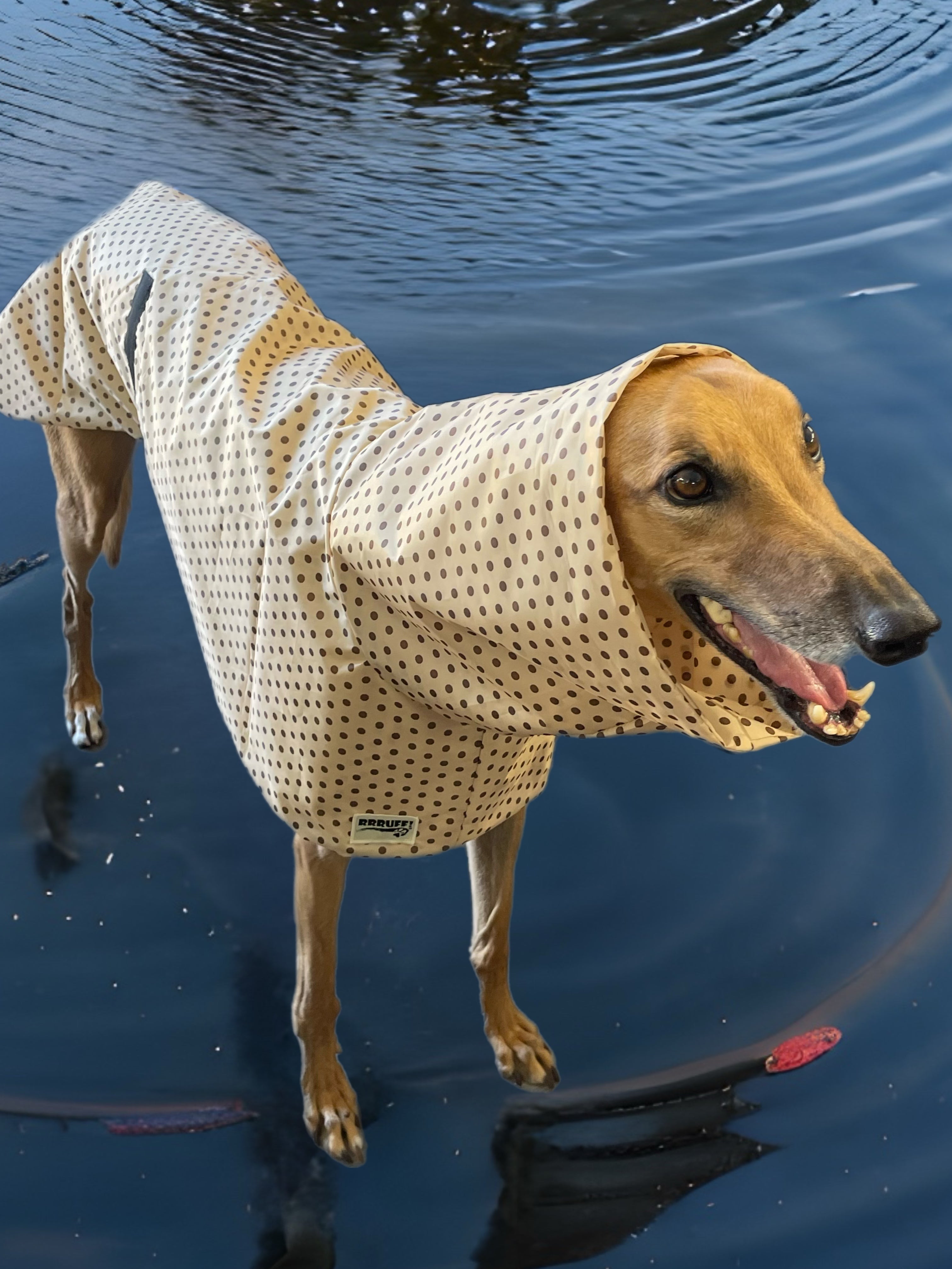 Greyhound sales summer coats