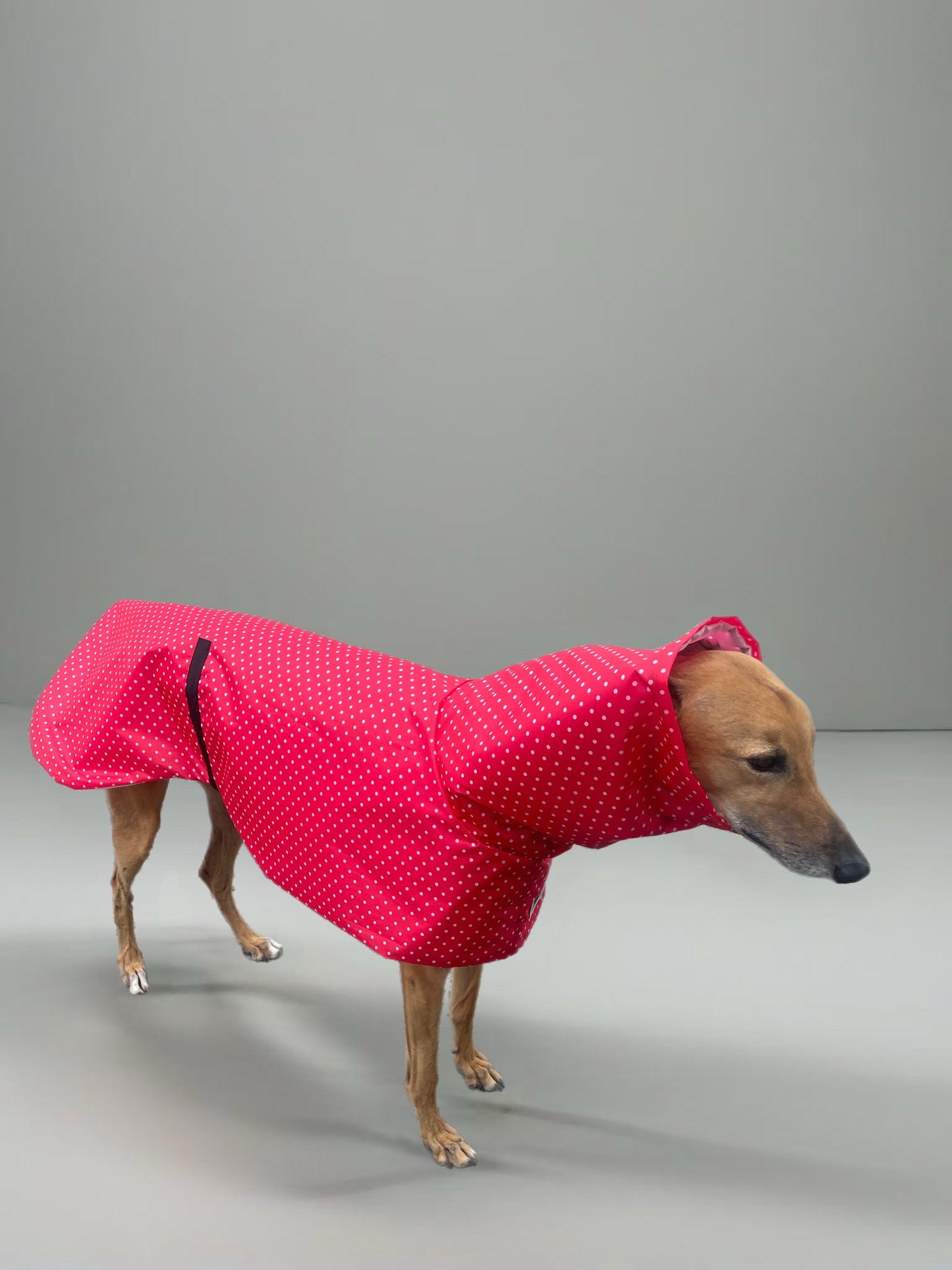 Summer rainwear vibrant red Greyhound deluxe style, spring showers, ultra lightweight