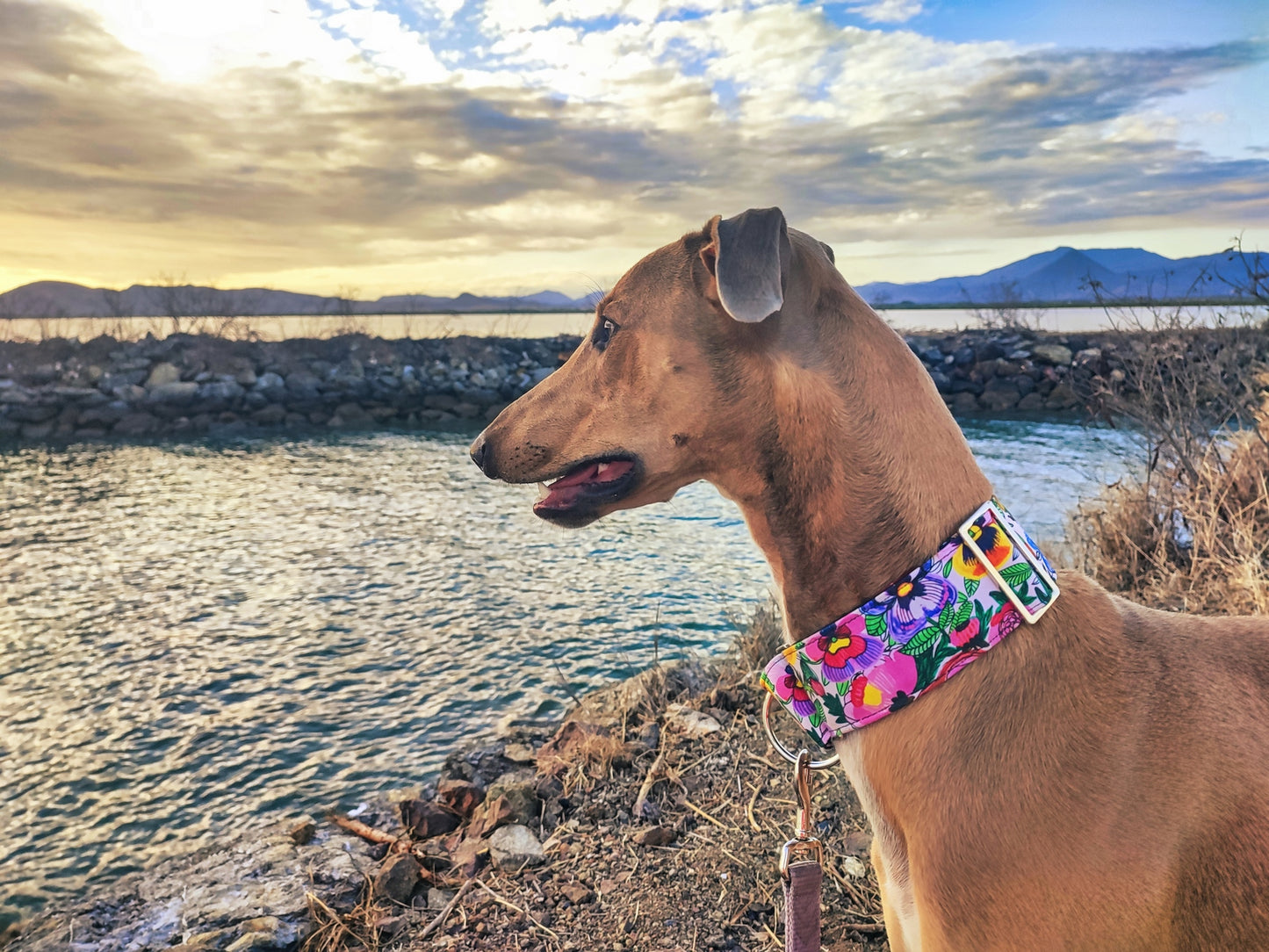 Bright pansies on vivid white  greyhound Martingale collar cotton covered 50mm width super soft