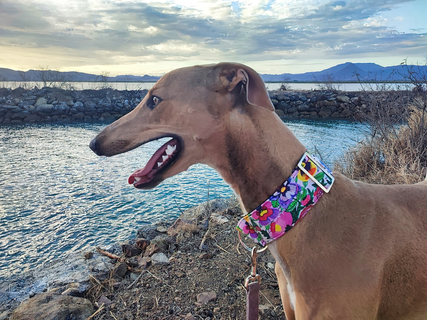 Bright pansies on vivid white  greyhound Martingale collar cotton covered 50mm width super soft