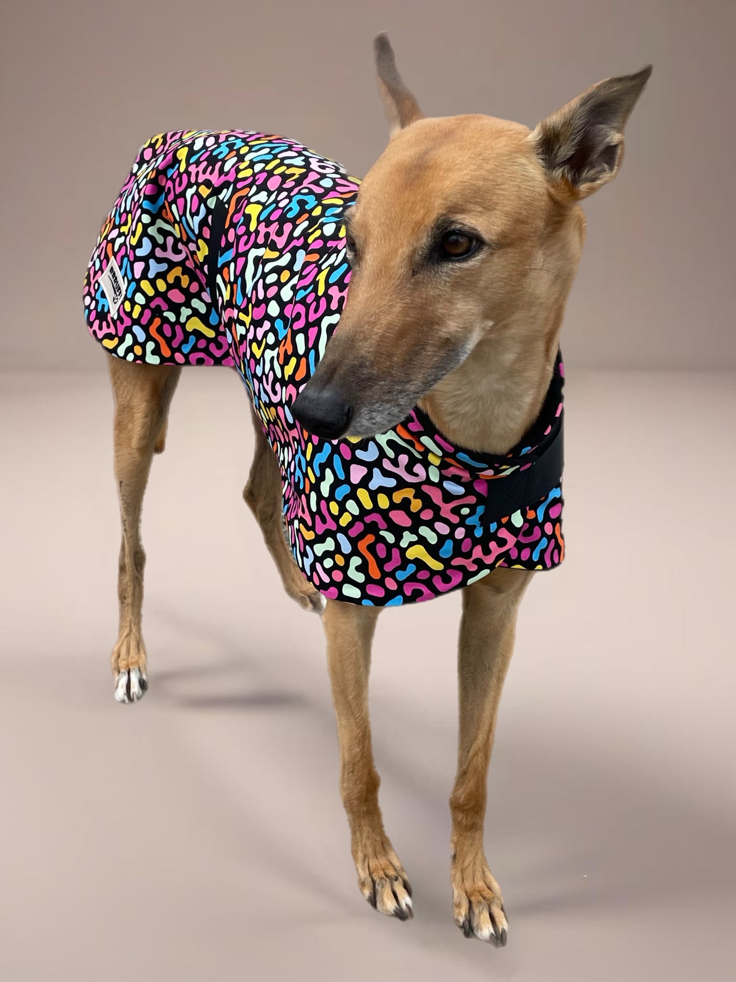 Colorscope classic style Greyhound coat in a lightweight cotton & plush fleece combo washable