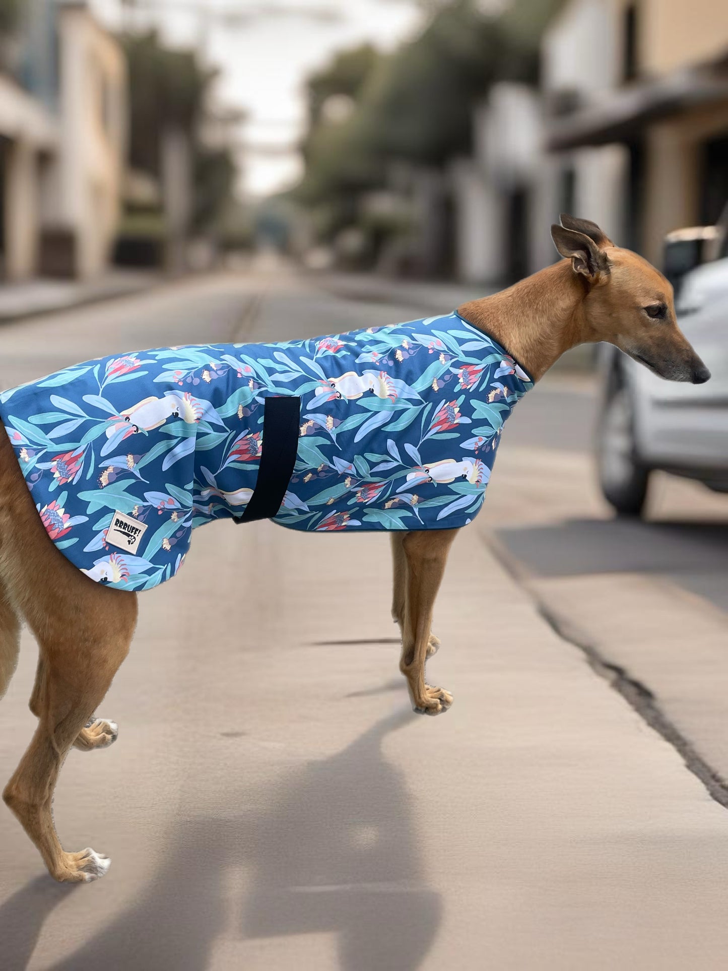 Blue cockatoo Autumn range classic style Greyhound coat in cotton & fleece washable