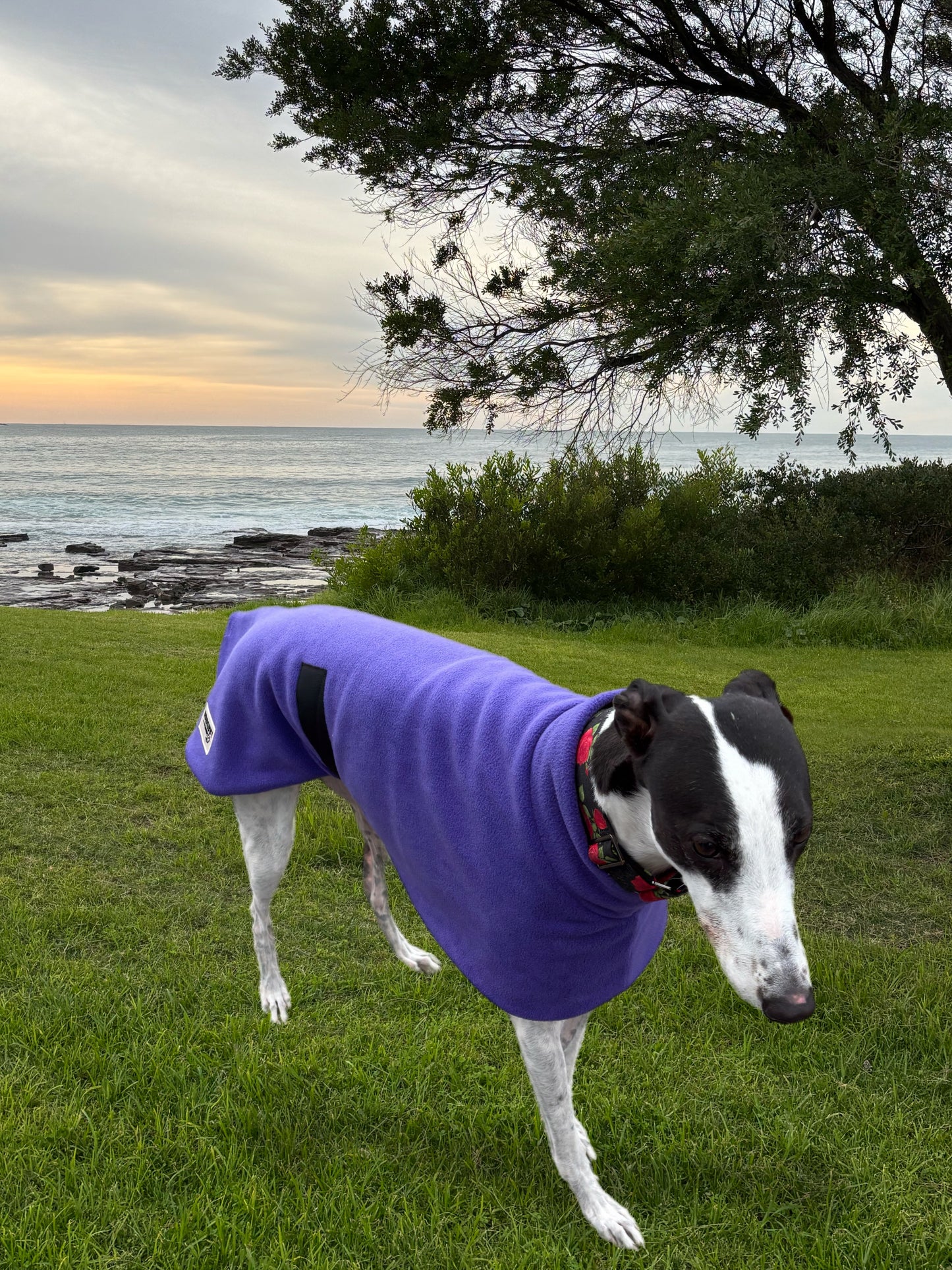 Plush Purple thick and snuggly fleece sports