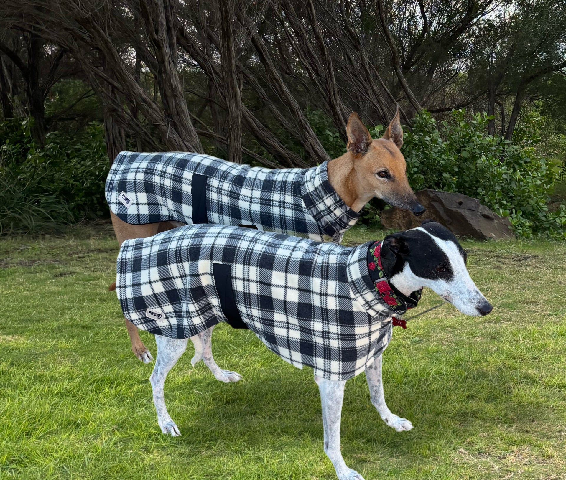 Slate plaid check thick and snuggly fleece sports, greyhound