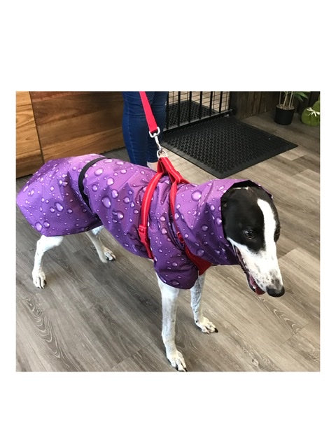 Ultra lightweight rainwear Greyhound coat deluxe style, easy care, fashion statement