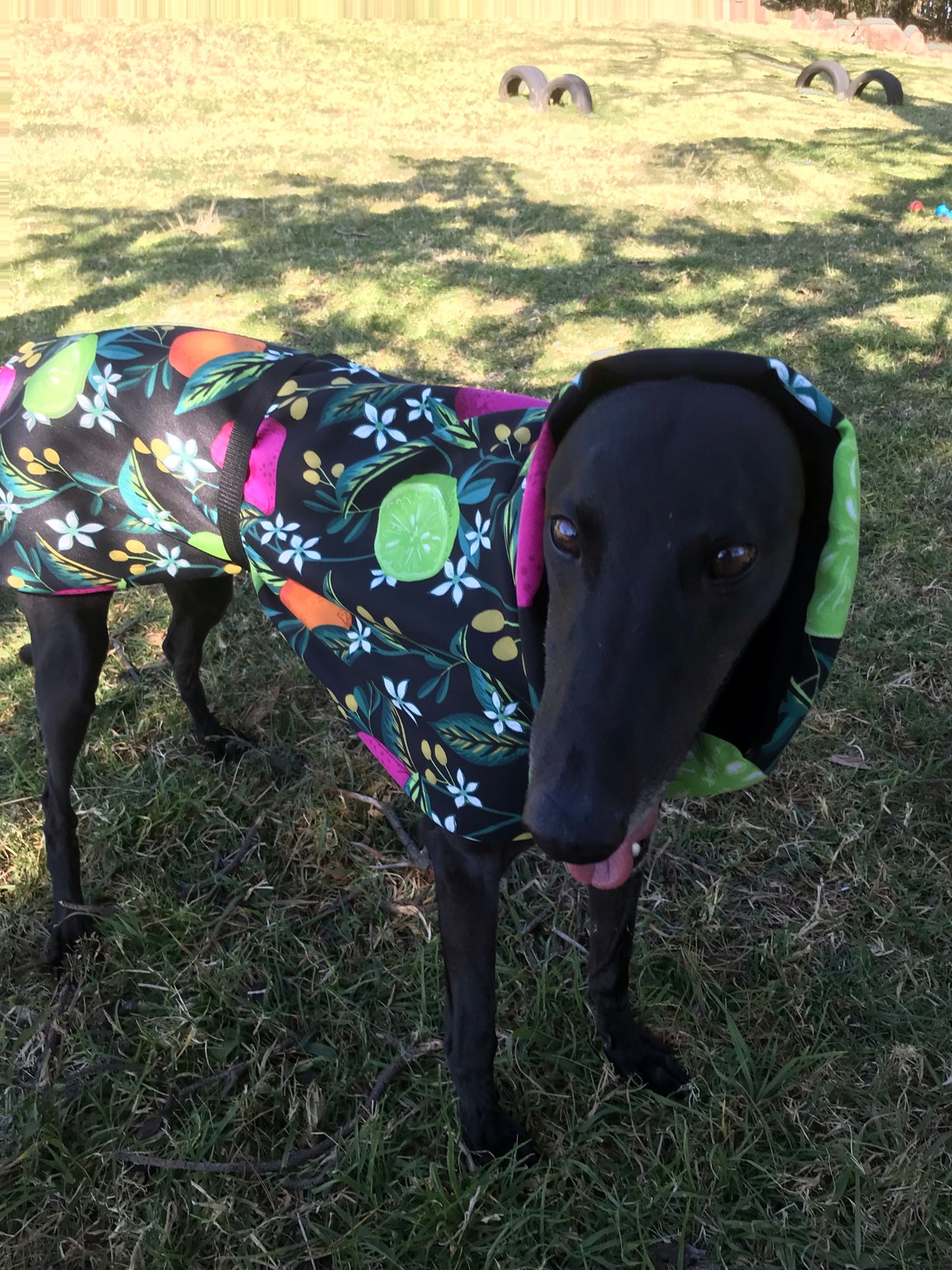 Clearance Greyhound deluxe with huge collar, lightweight, fruit orchard design, wind repellent, washable