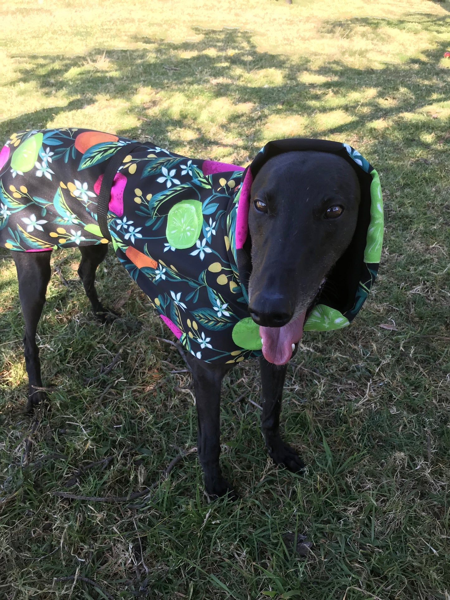 Clearance Greyhound deluxe with huge collar, lightweight, fruit orchard design, wind repellent, washable