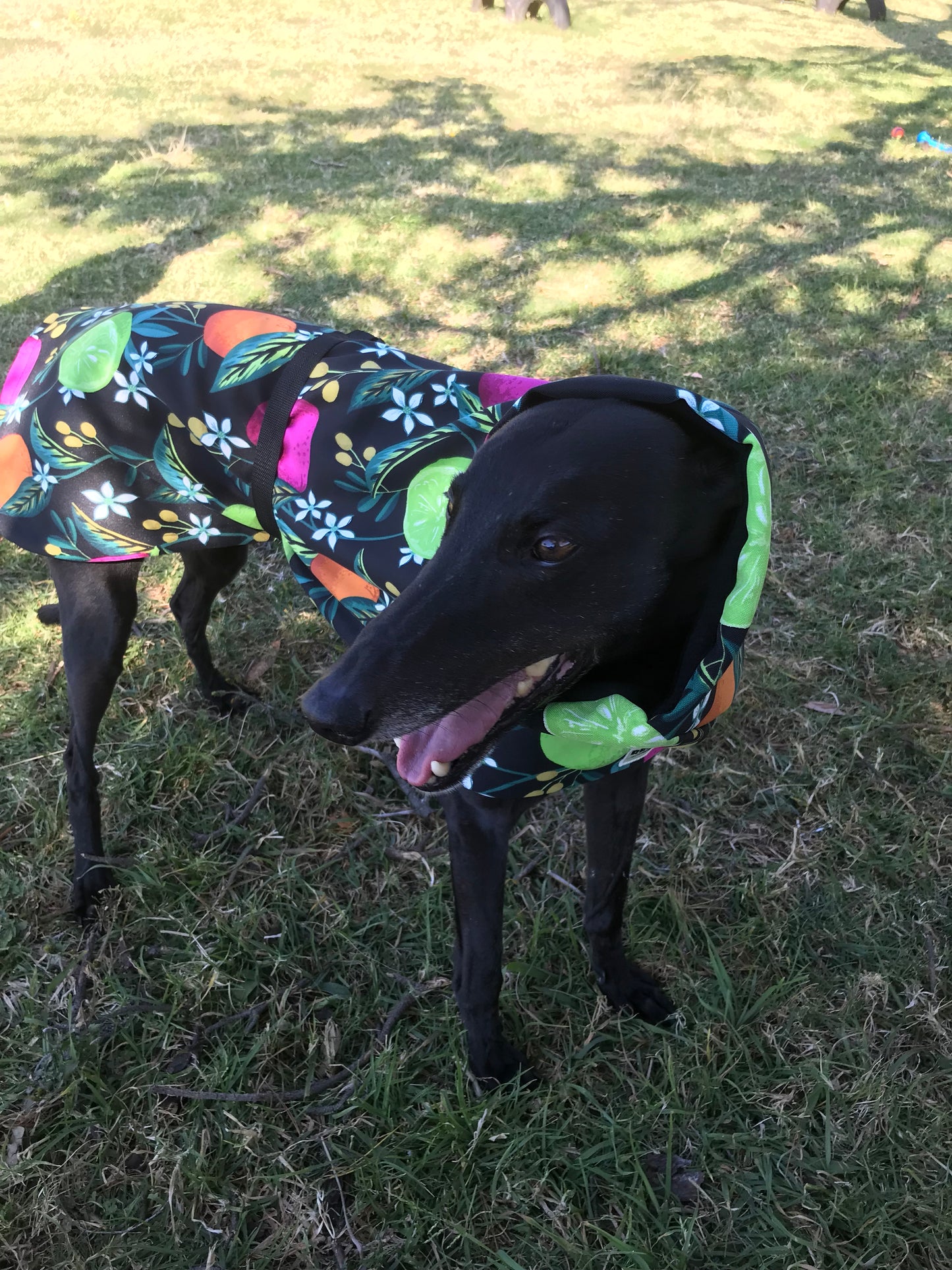Clearance Greyhound deluxe with huge collar, lightweight, fruit orchard design, wind repellent, washable