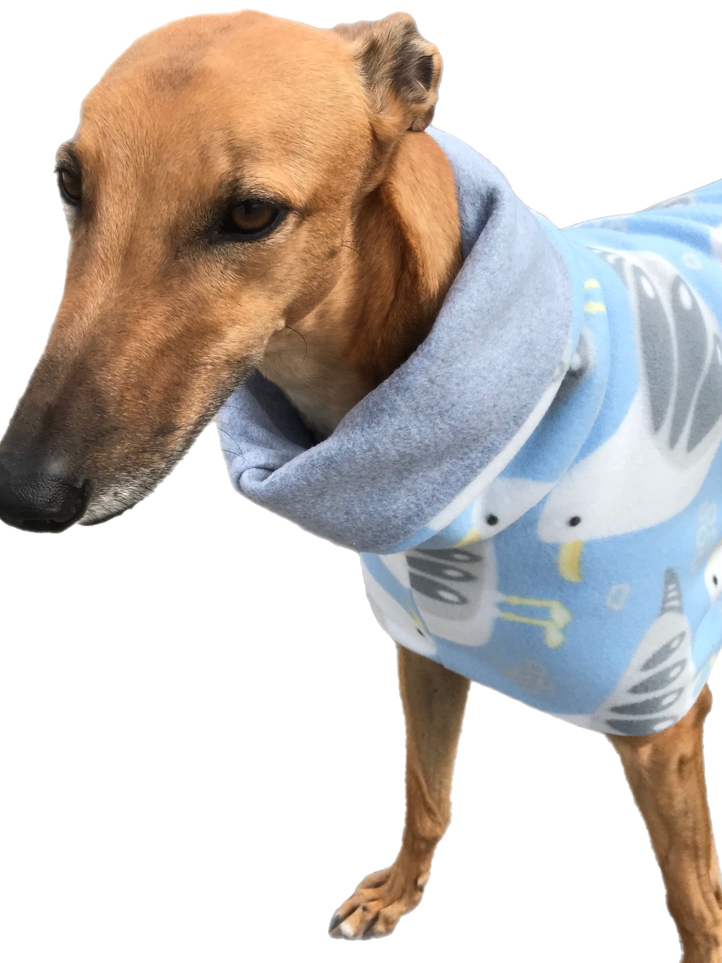 Spring lightweight deluxe style greyhound coat with snuggly wide roll up or down neck roll