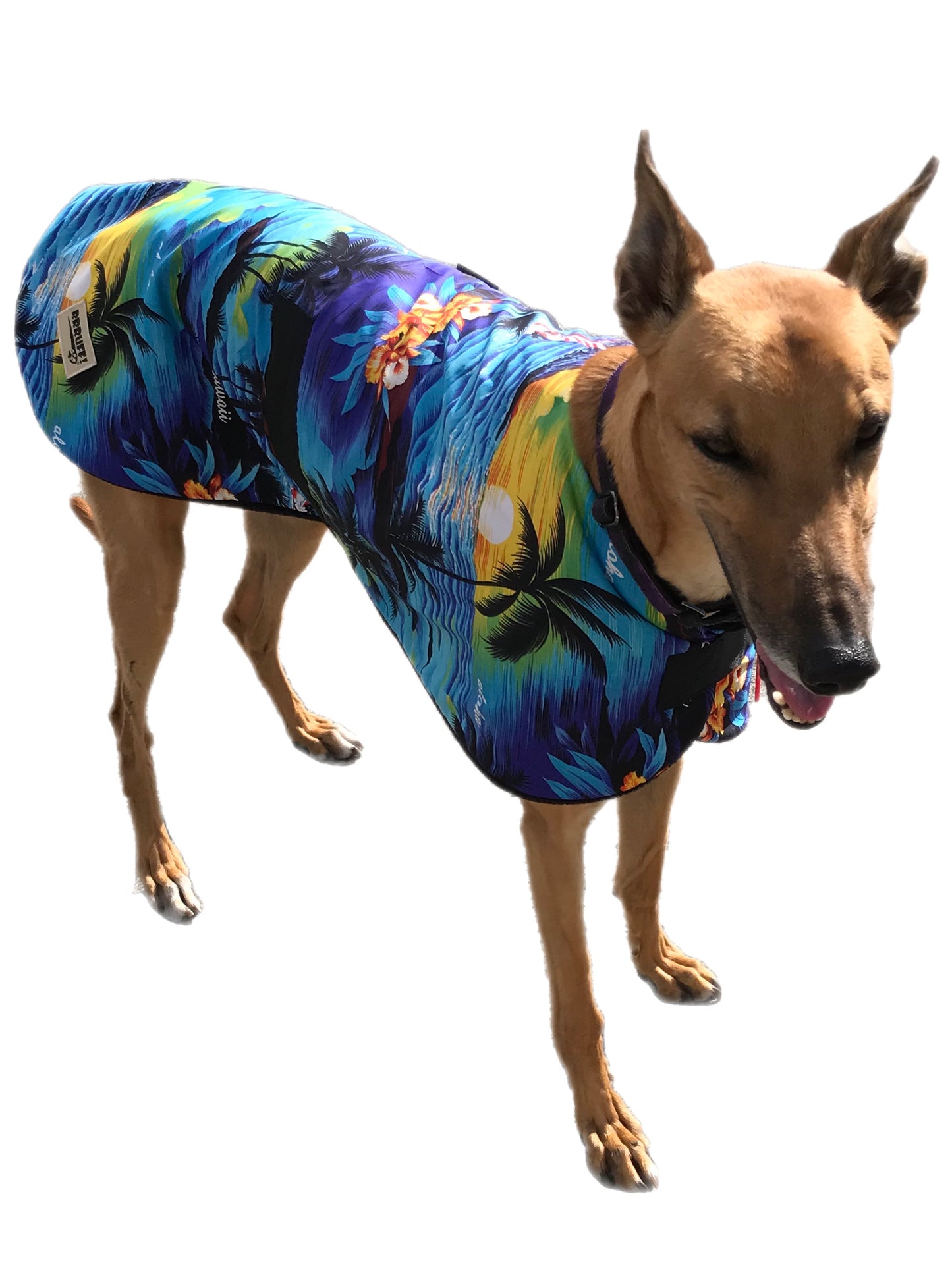 Aloha! Spring range classic style Greyhound coat in lightweight cotton & fleece washable