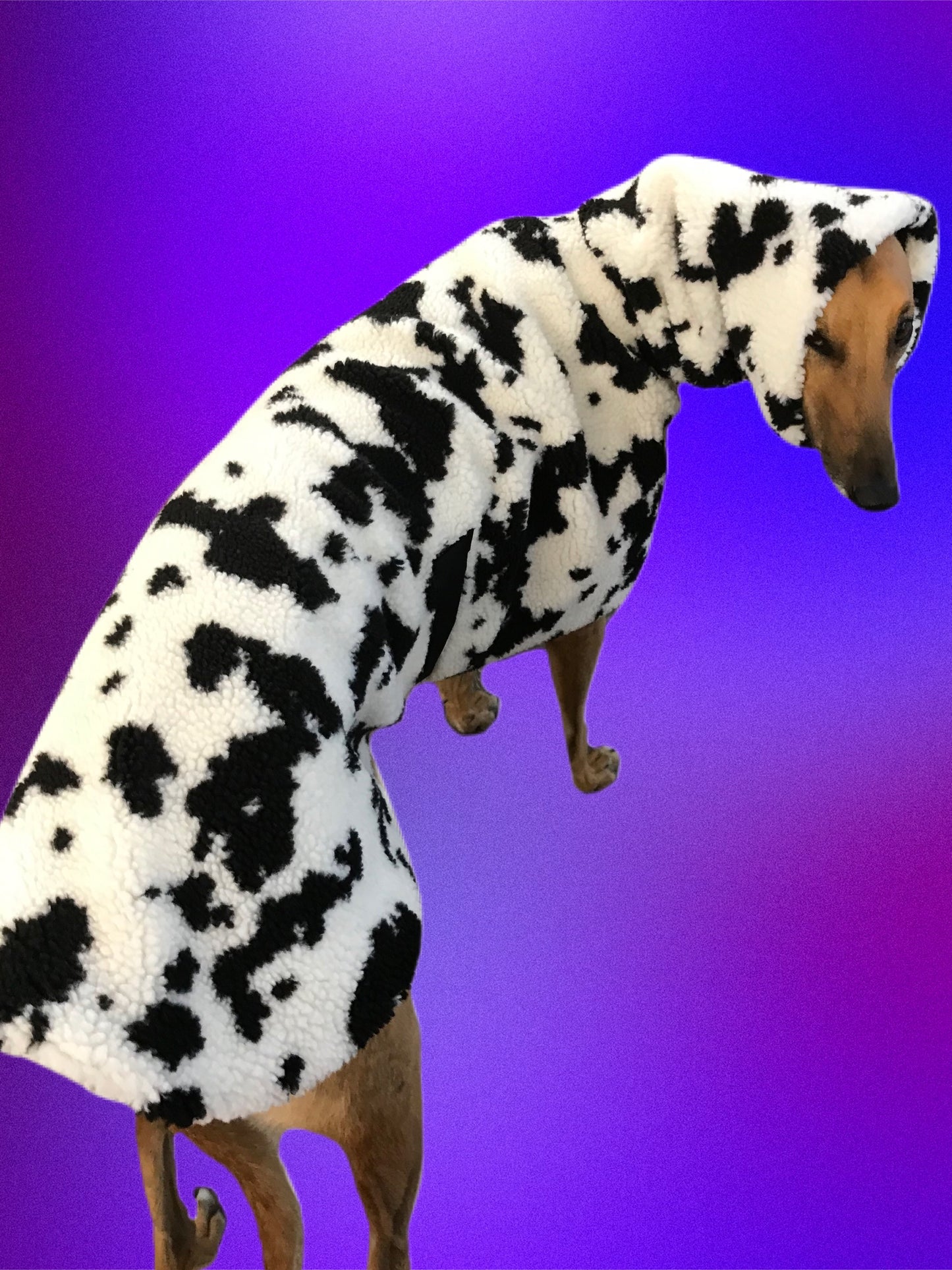 Extra thick Cow print Sherpa deluxe style greyhound coat with snuggly wide neck roll