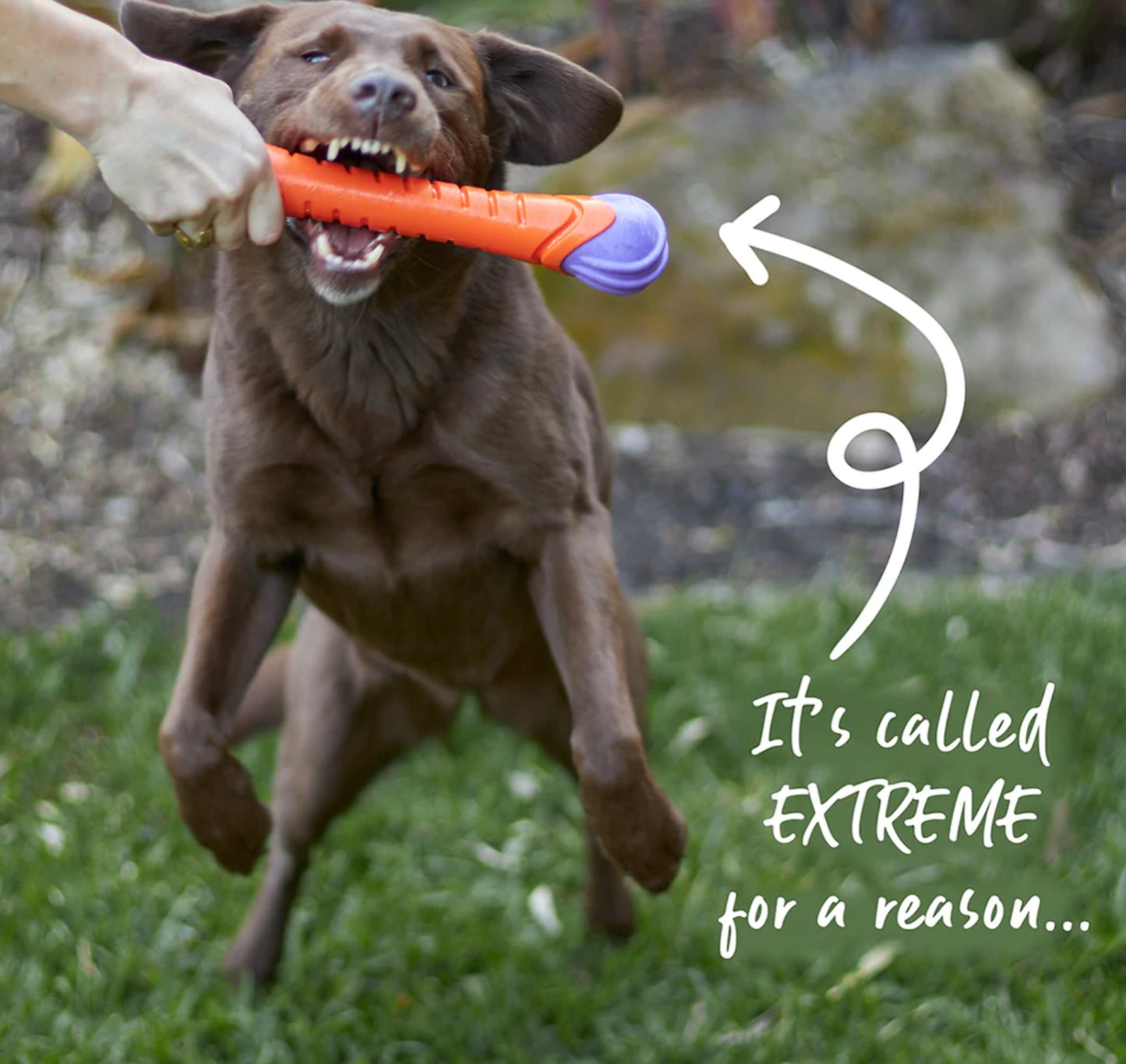 Extreme chew stick dog toy for large dogs