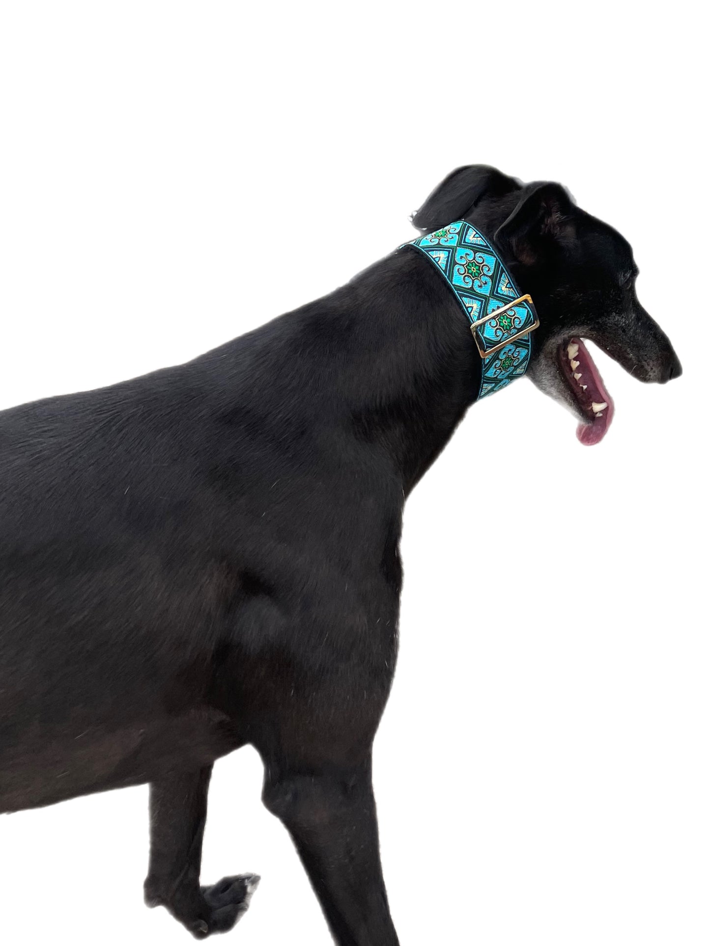 Aqua shimmer Greyhound martingale collar on black cotton webbing